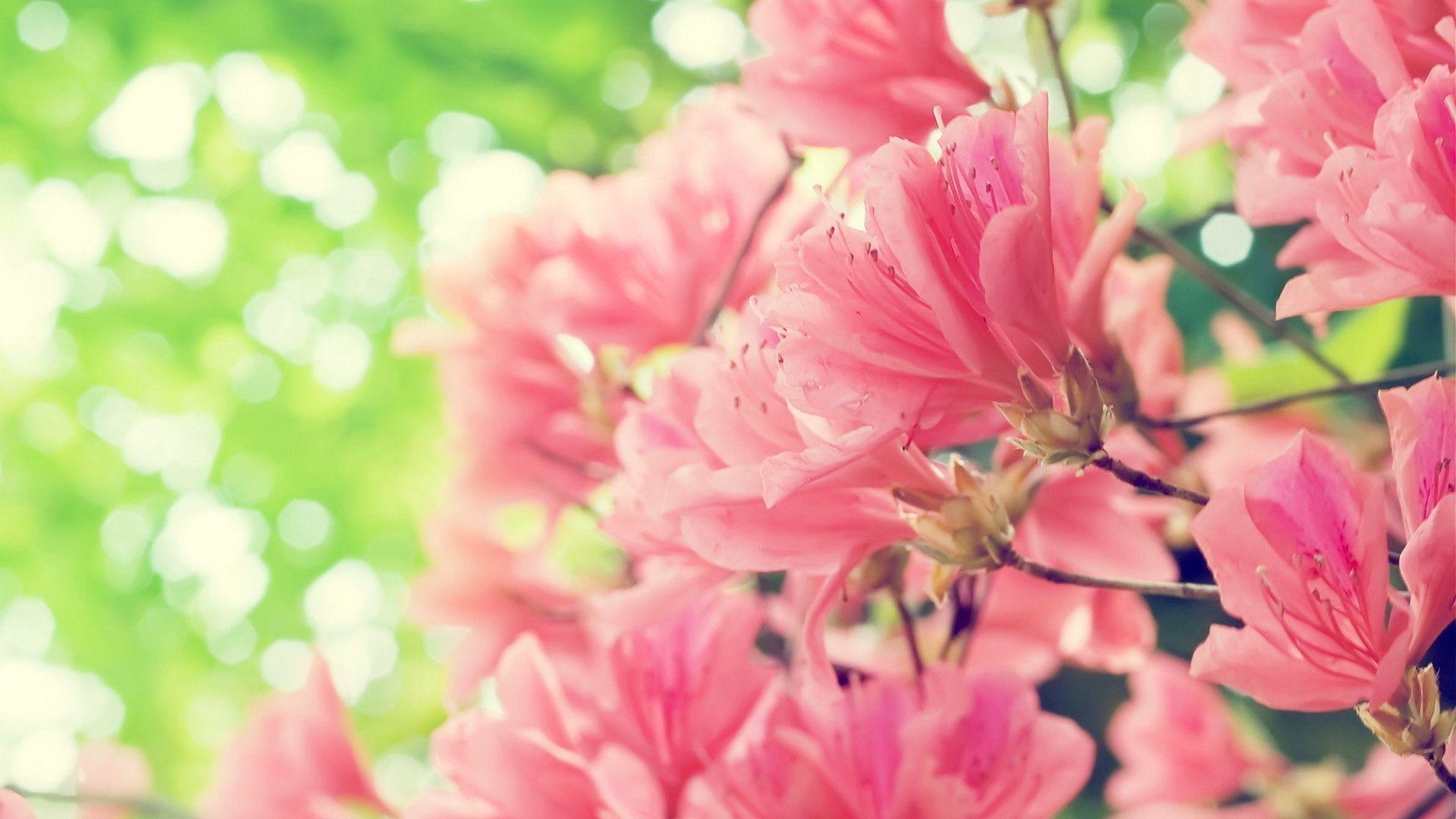 Cute Spring Screensavers Wallpapers