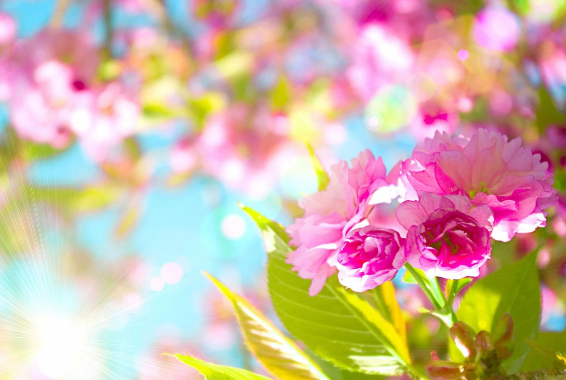 Cute Spring Screensavers Wallpapers