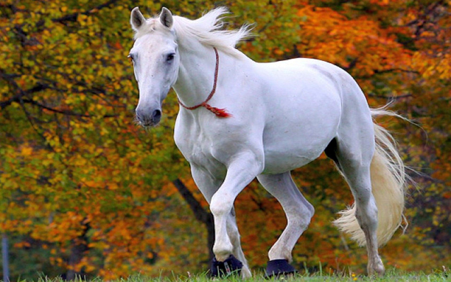 Cute White Horse Wallpapers