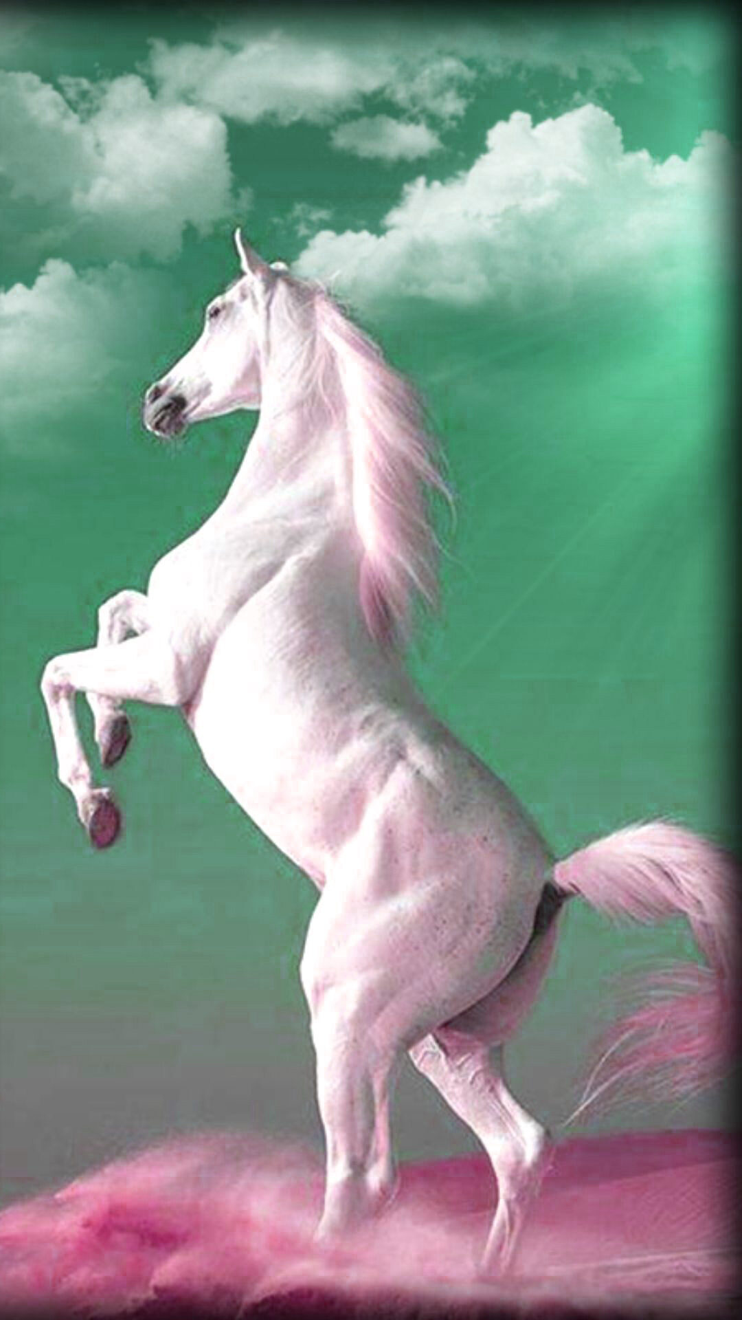 Cute White Horse Wallpapers