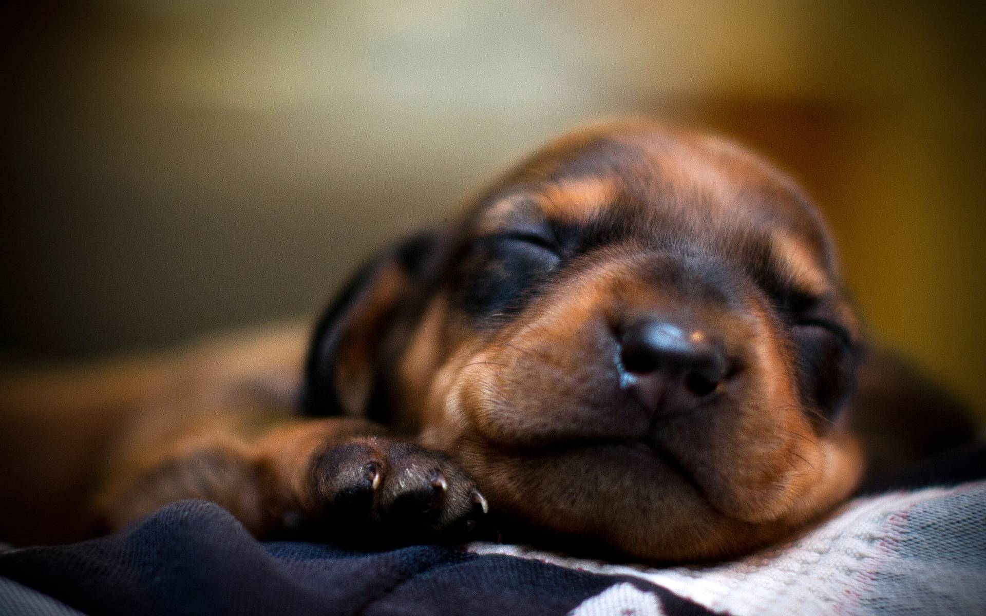 Dachshund Puppies Wallpapers