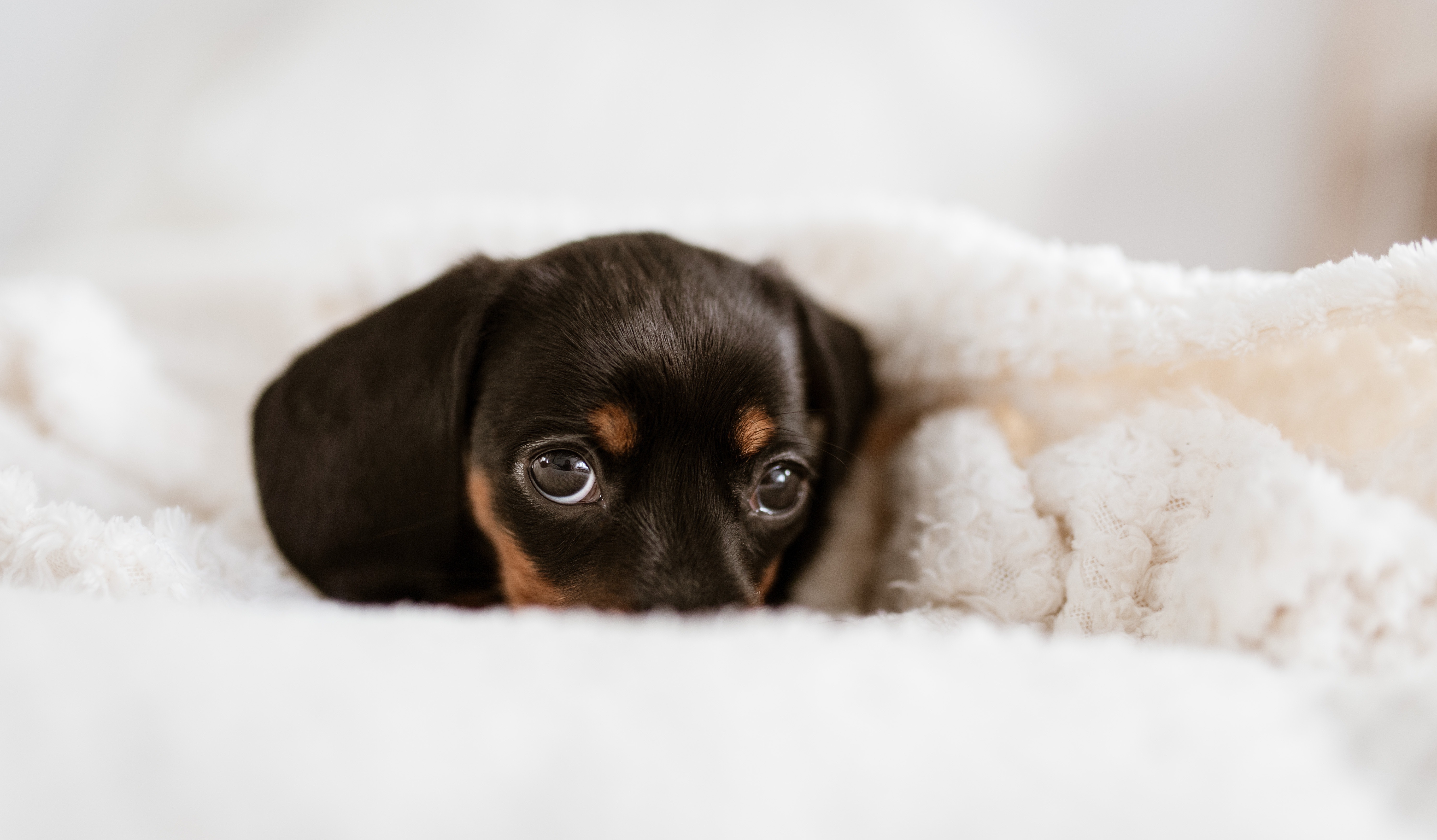 Dachshund Puppies Wallpapers