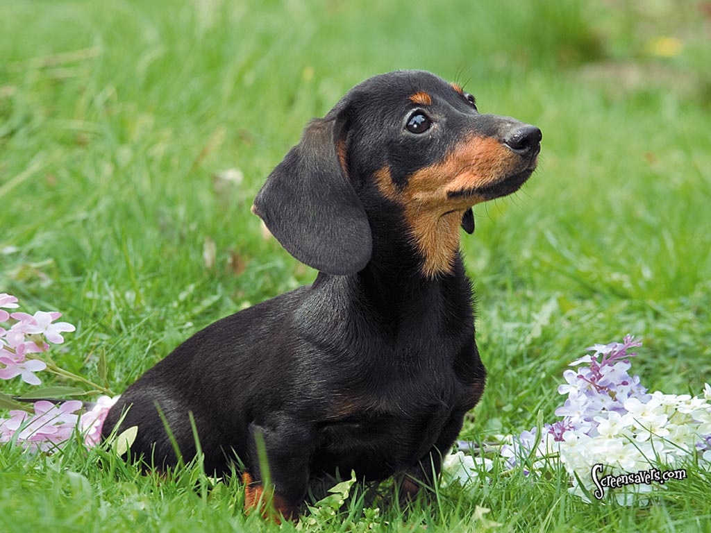 Dachshund Puppies Wallpapers