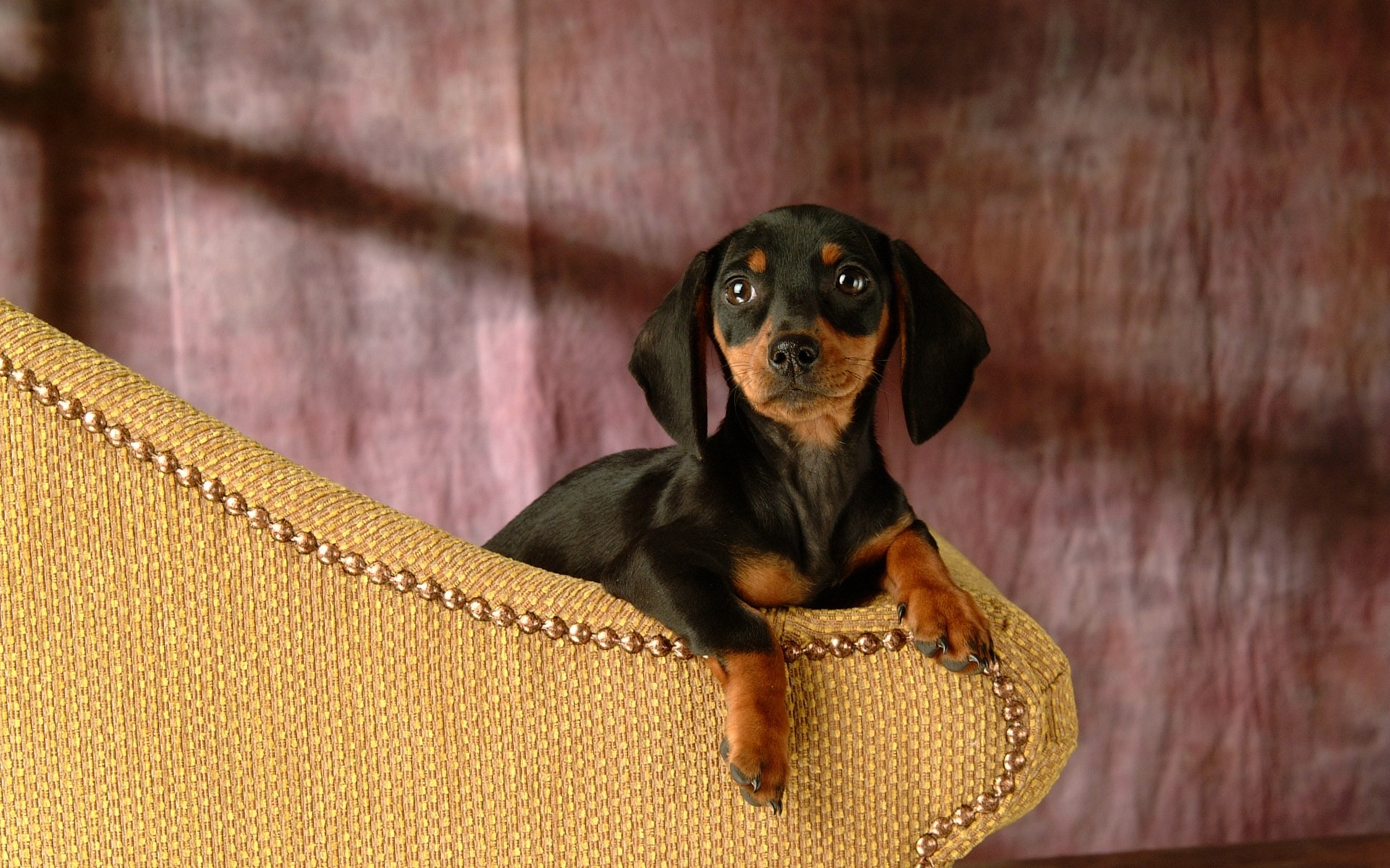 Dachshund Puppies Wallpapers