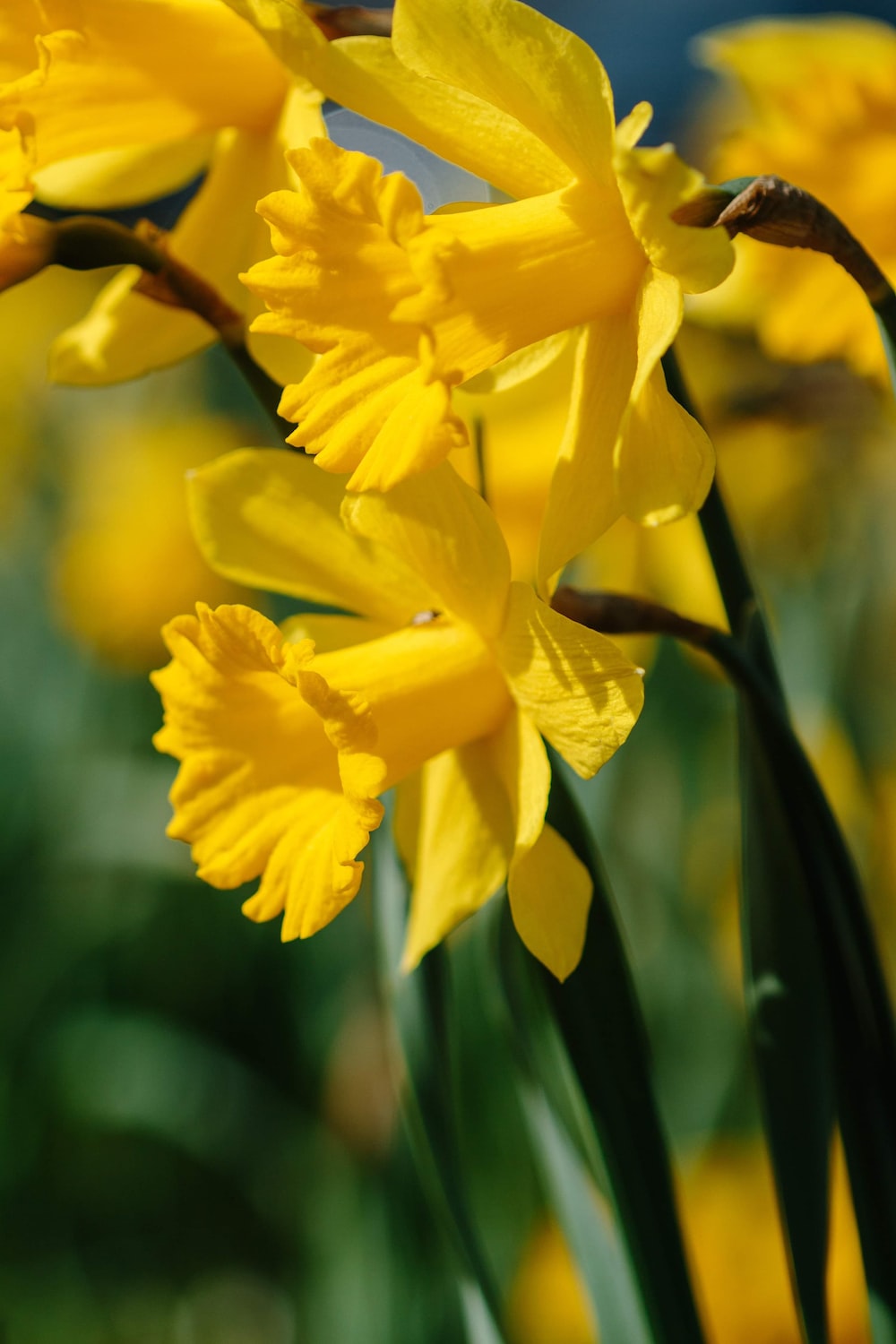 Daffodill Wallpapers