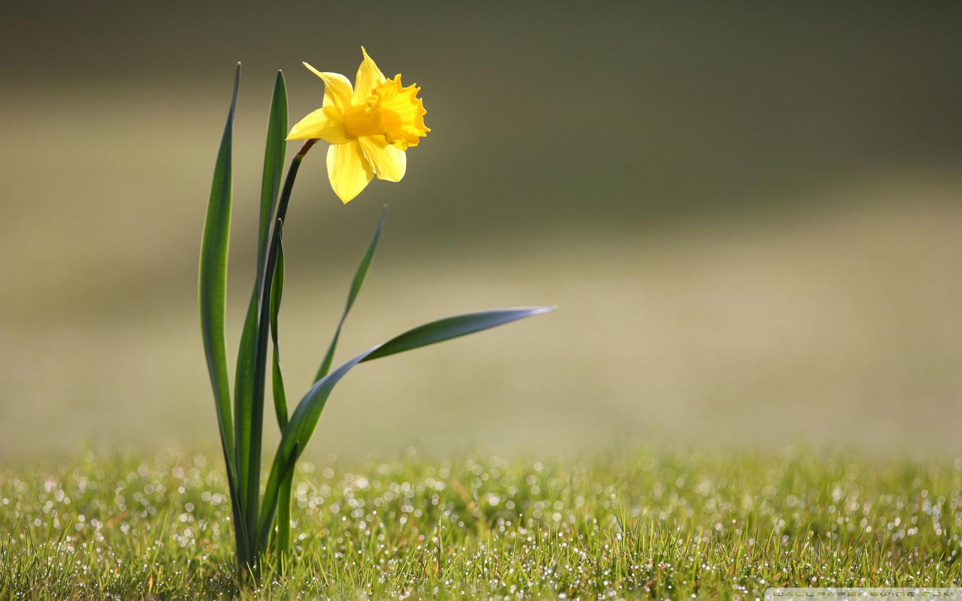 Daffodill Wallpapers