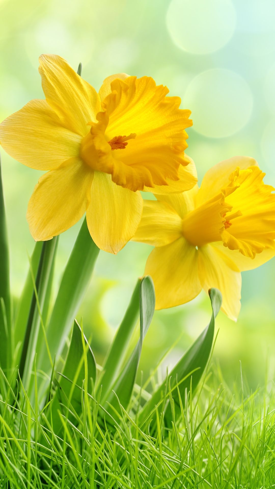 Daffodill Wallpapers