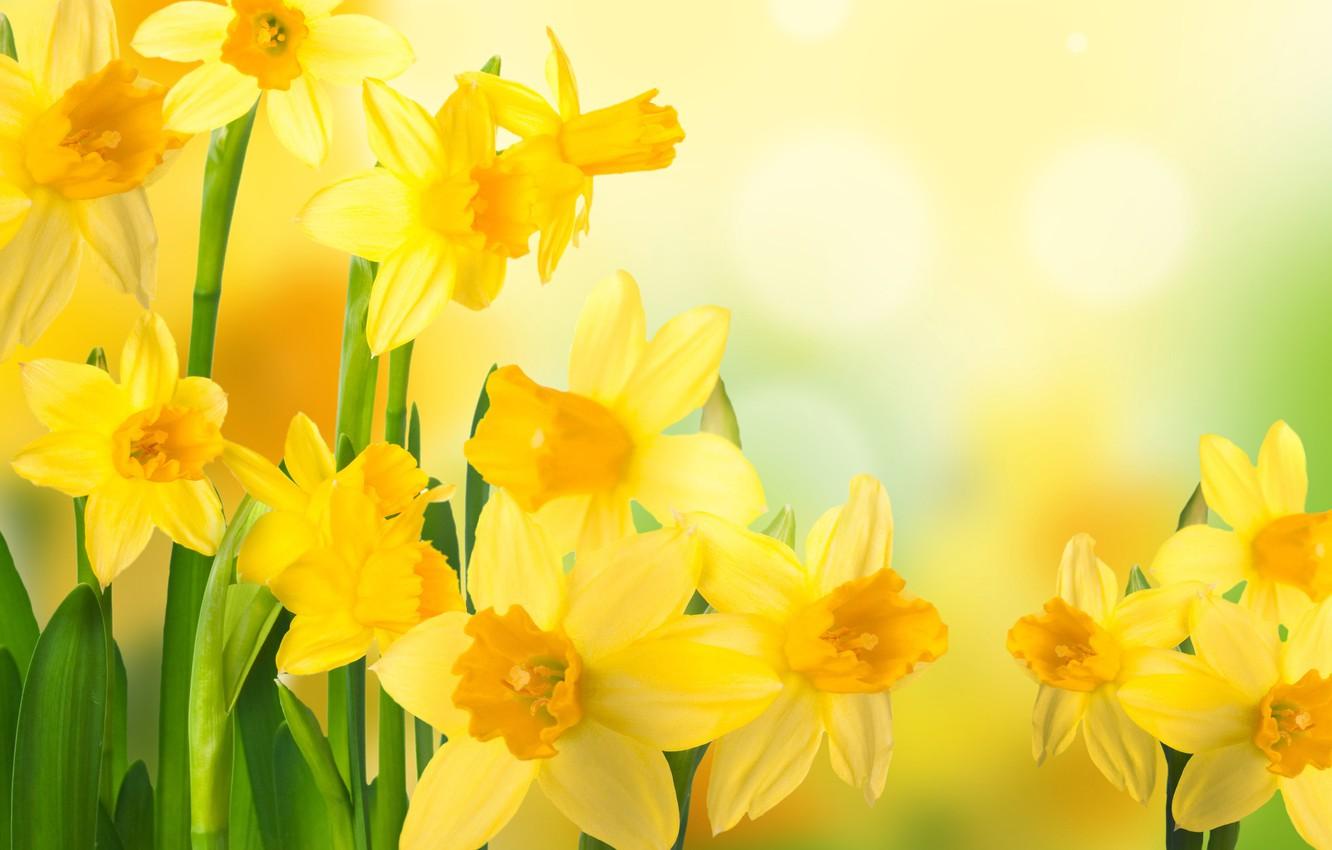 Daffodill Wallpapers