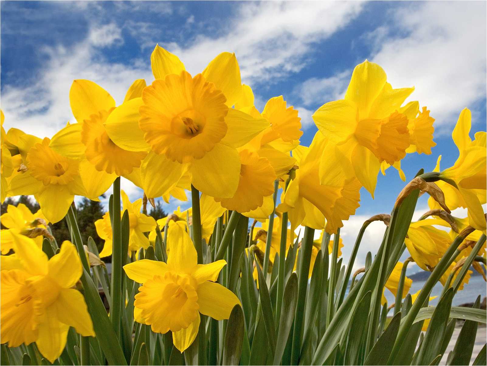 Daffodill Wallpapers