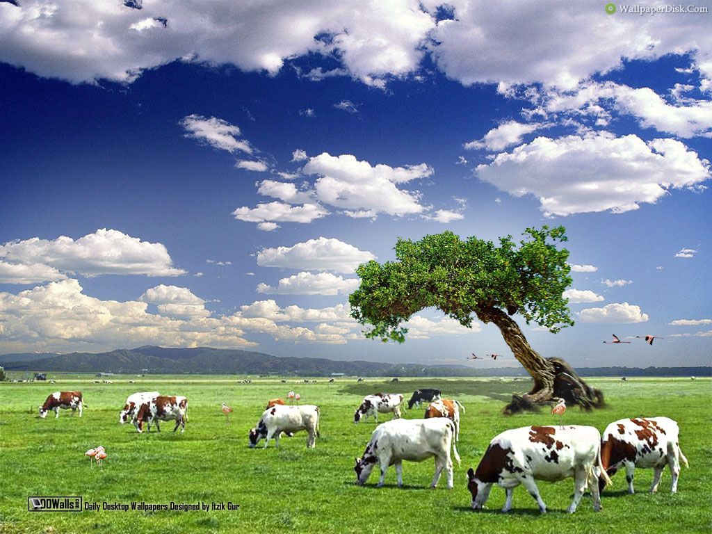 Dairy Farm Pictures Wallpapers