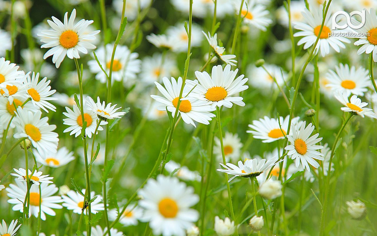 Daisy And Sunflower Wallpapers