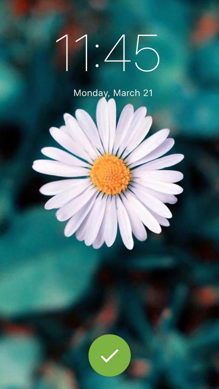 Daisy And Sunflower Wallpapers