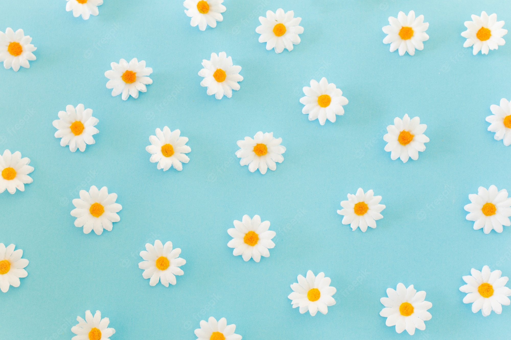 Daisy Backdrop Wallpapers