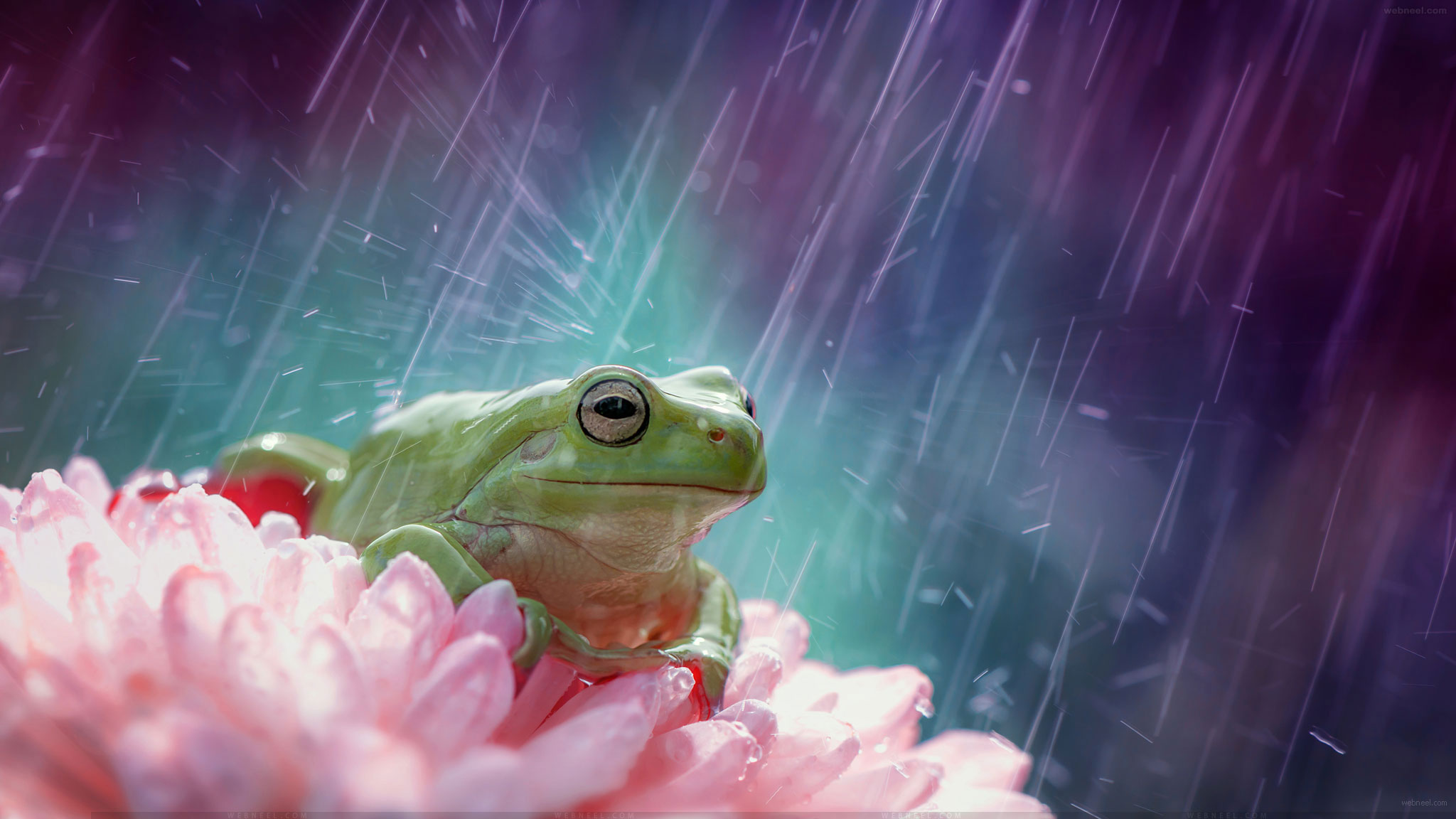 Dance In The Rain Wallpapers