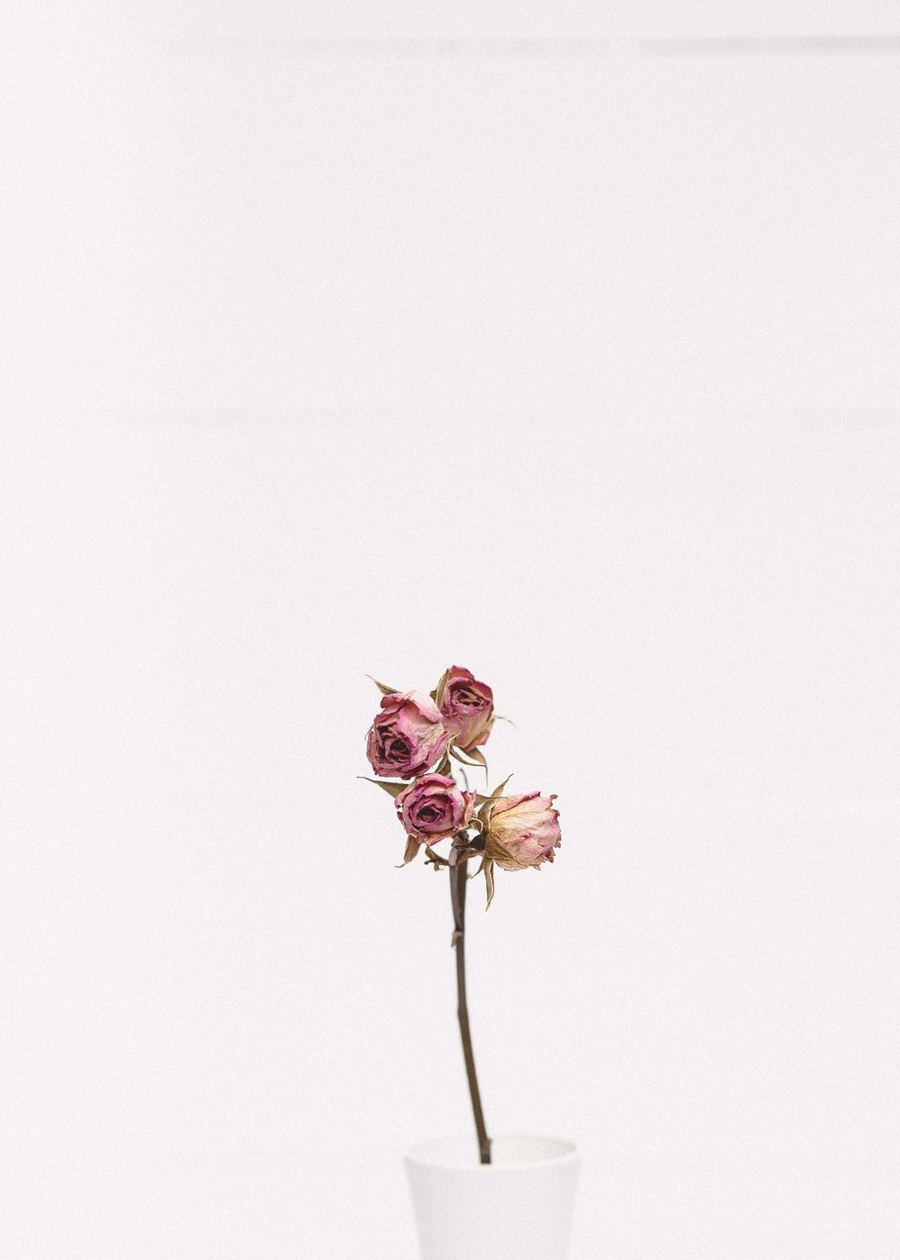 Dead Flowers Aesthetic Wallpapers