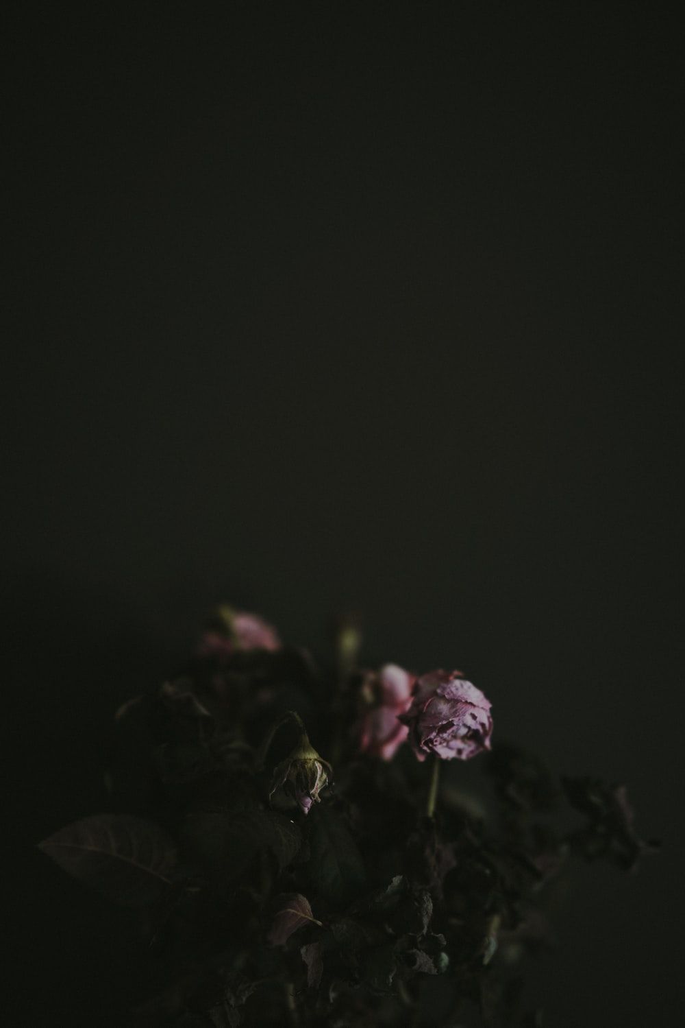 Dead Flowers Aesthetic Wallpapers