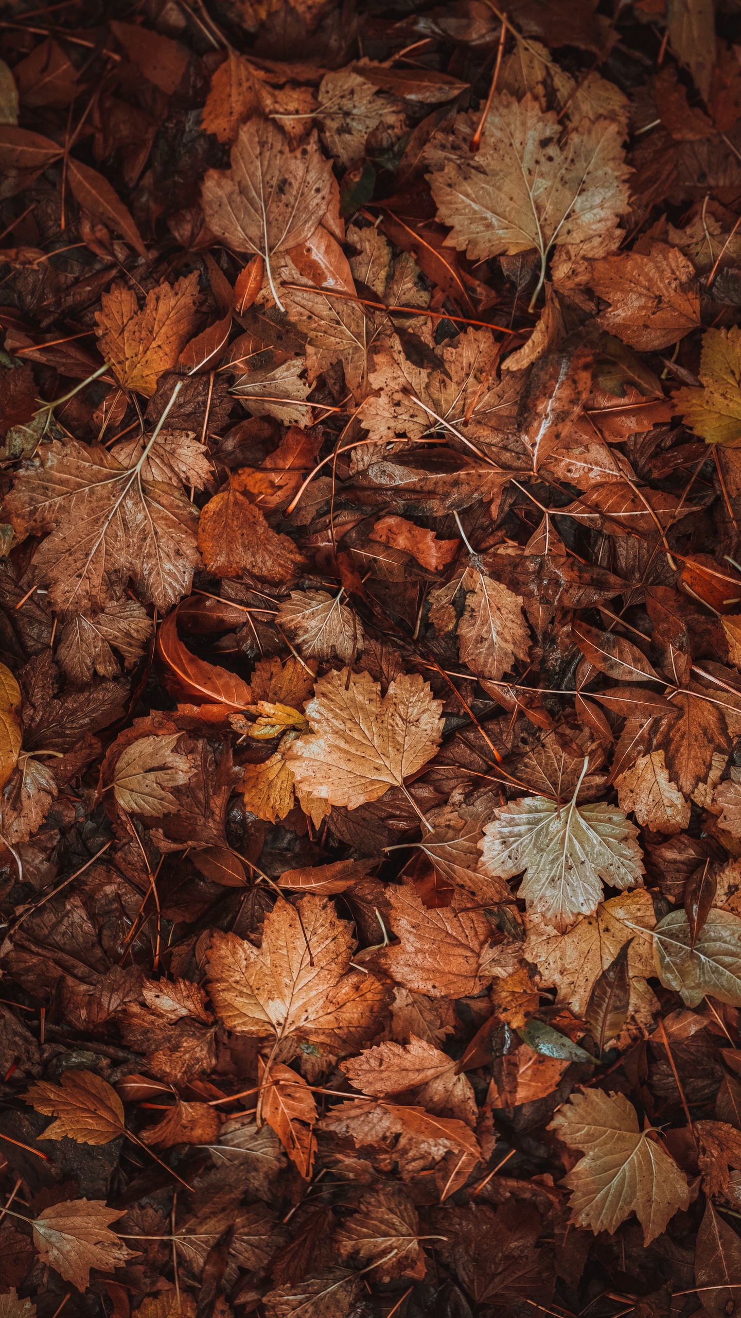 Dead Leaves Wallpapers