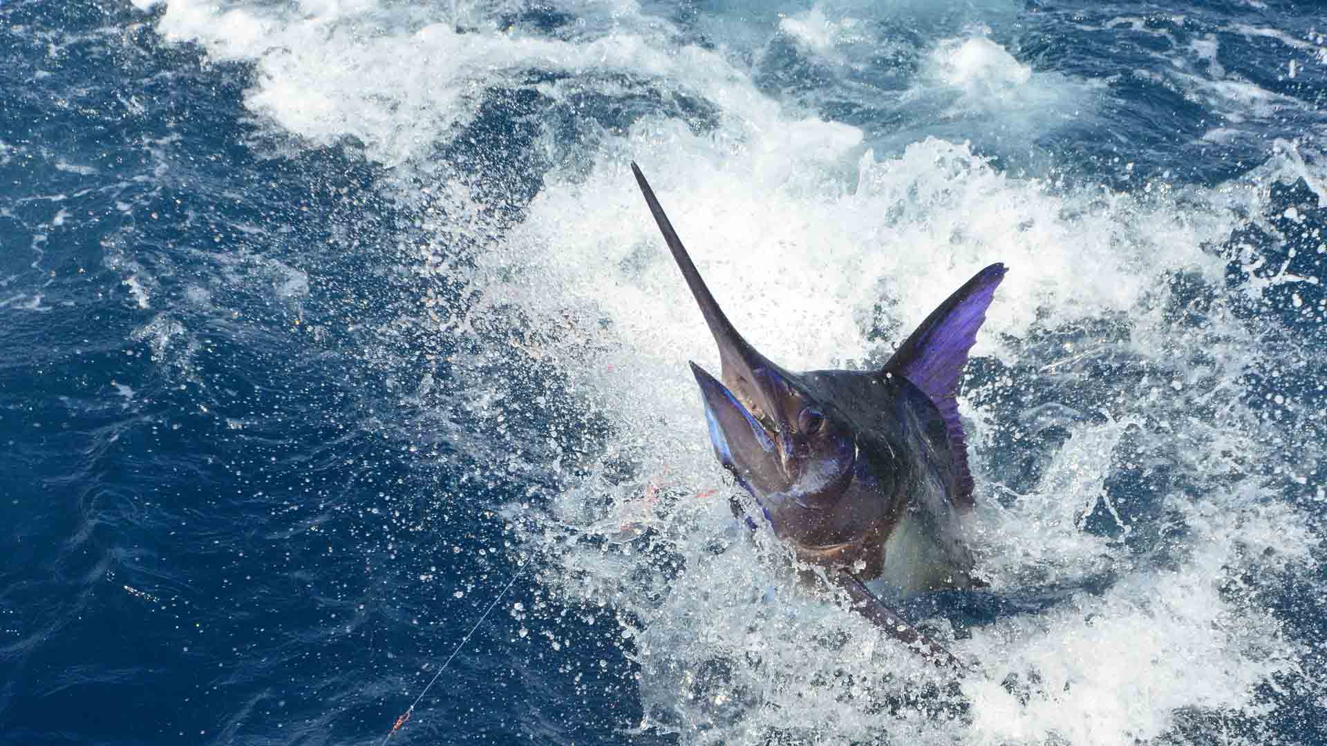 Deep Sea Fishing Wallpapers