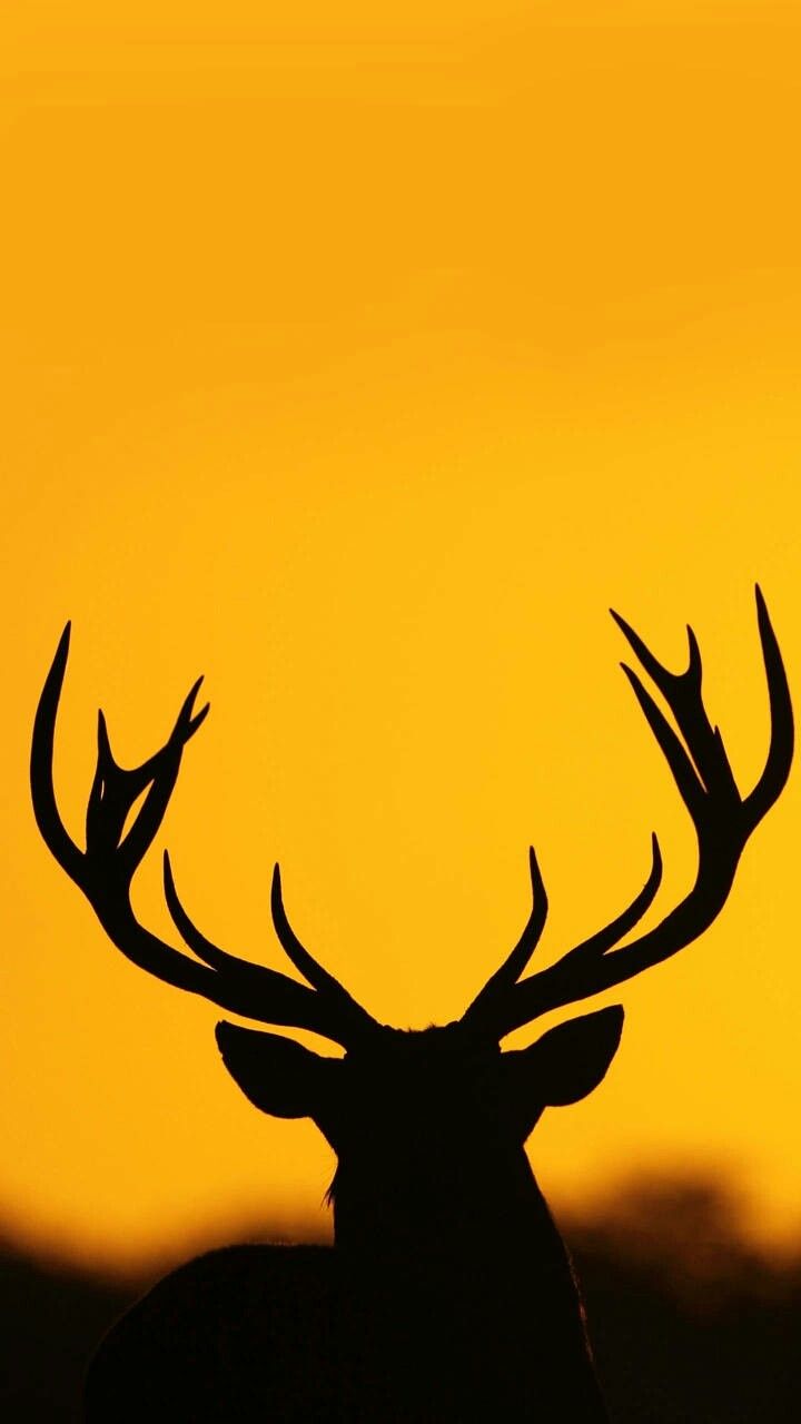 Deer Art Wallpapers