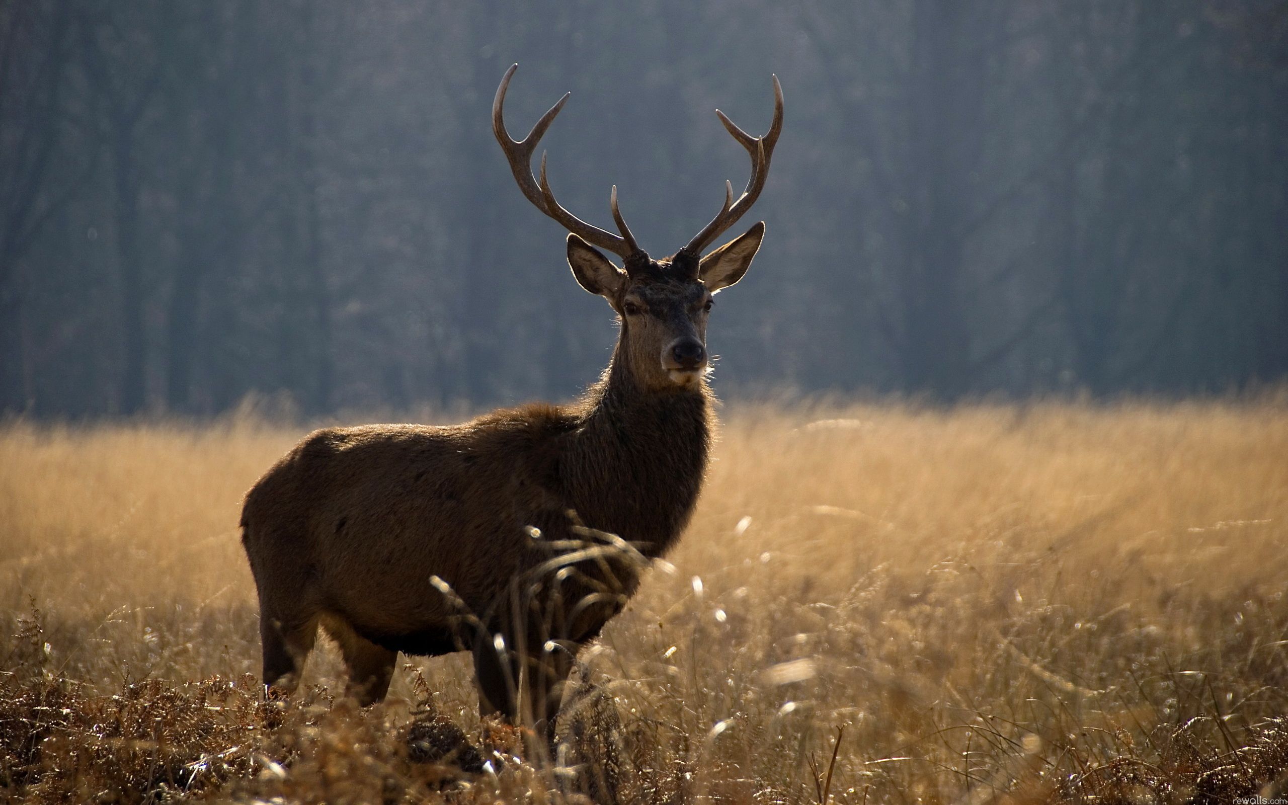 Deer Hunting Wallpapers