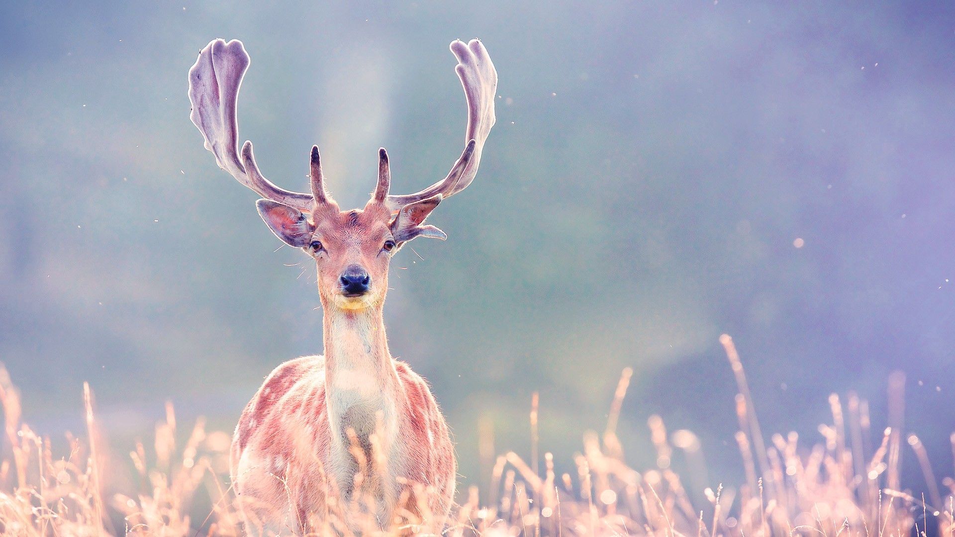 Deer Hunting Wallpapers