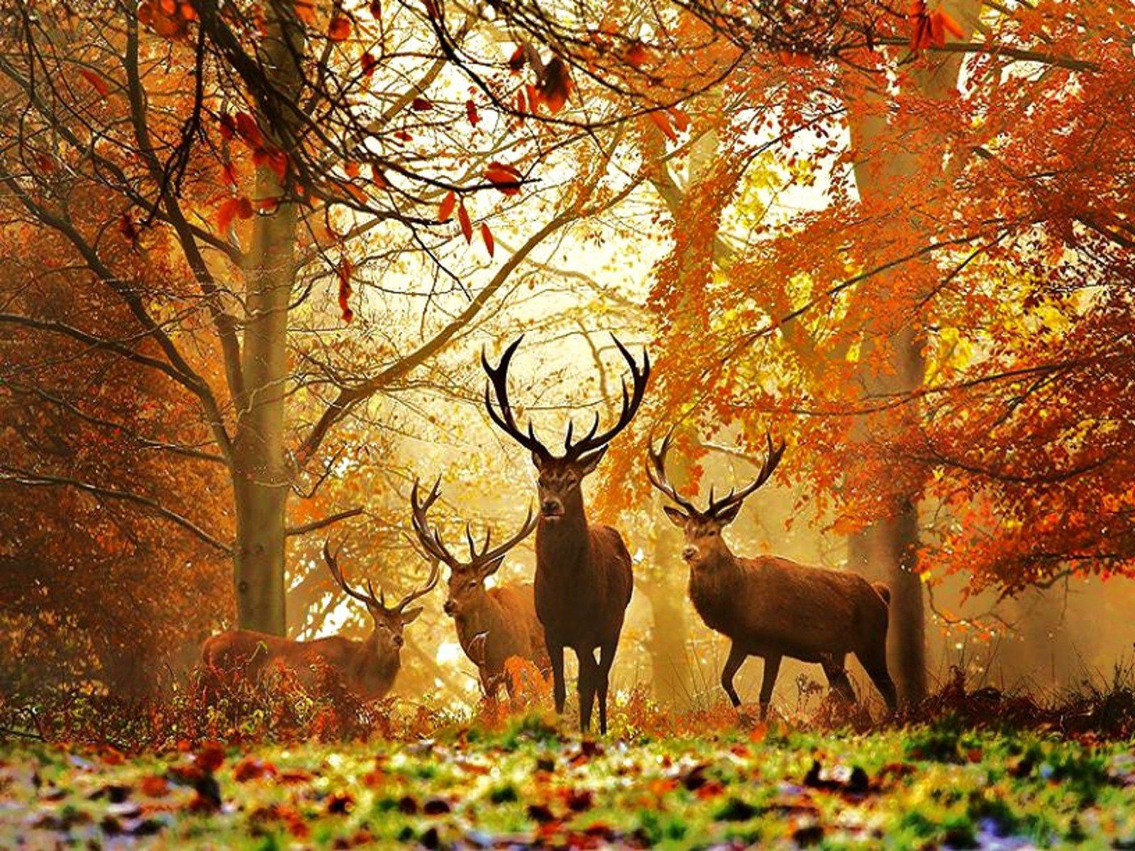 Deer Scene Wallpapers