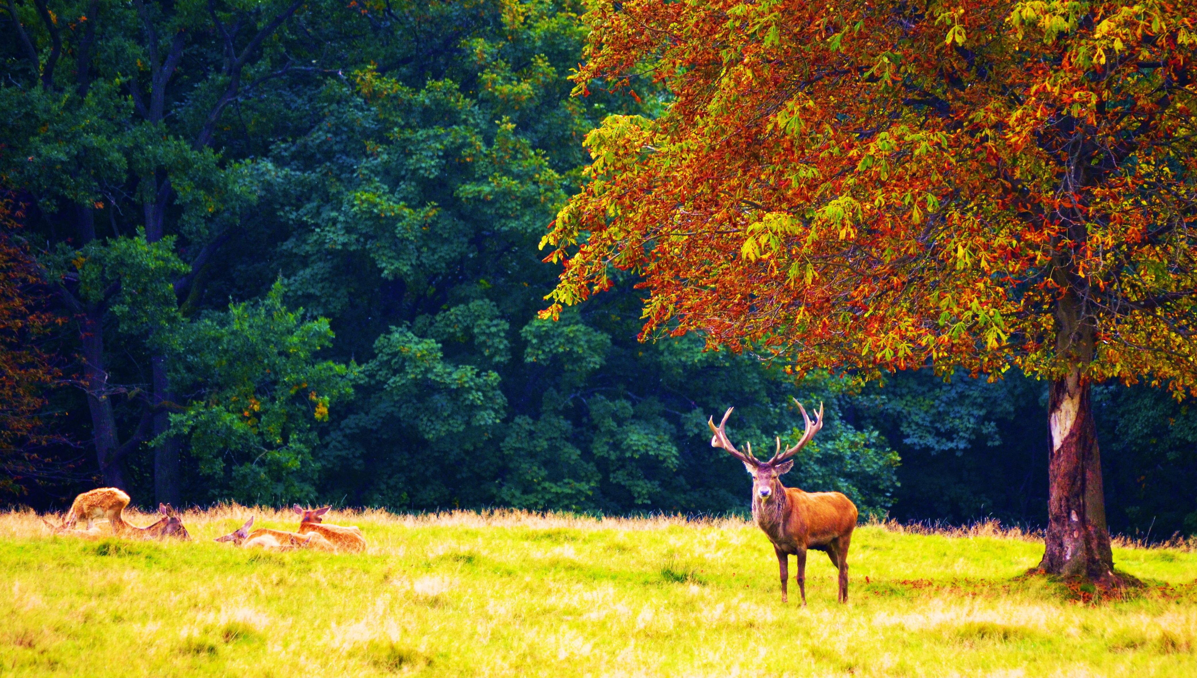 Deer Scene Wallpapers