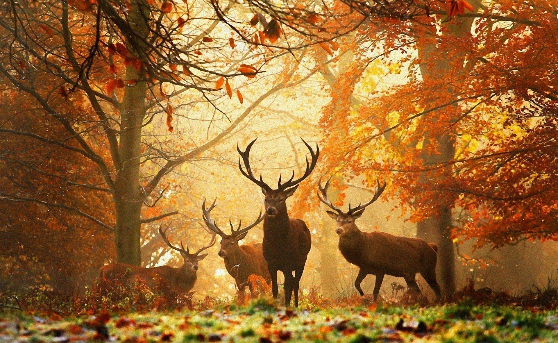 Deer Scene Wallpapers