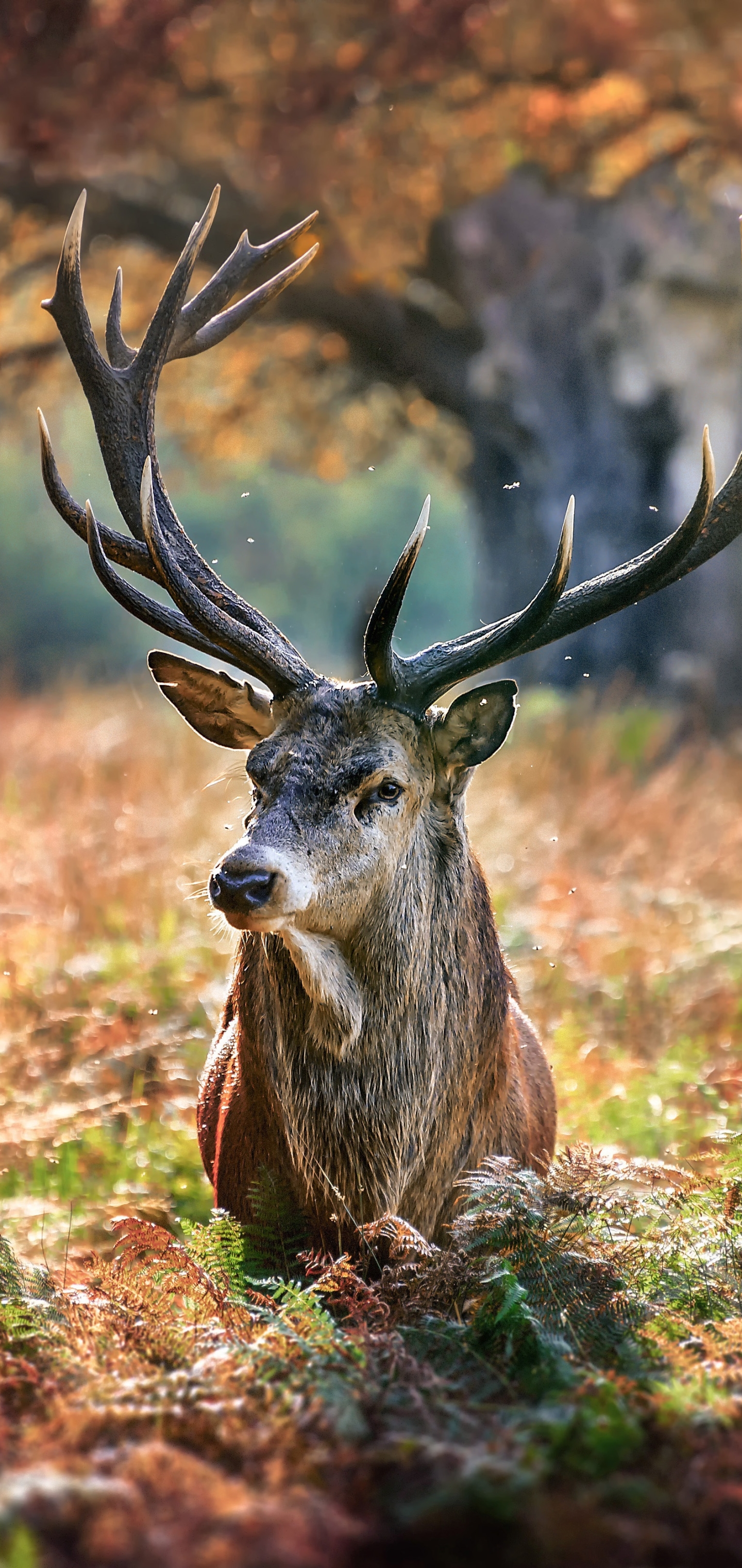 Deer For Phone Wallpapers