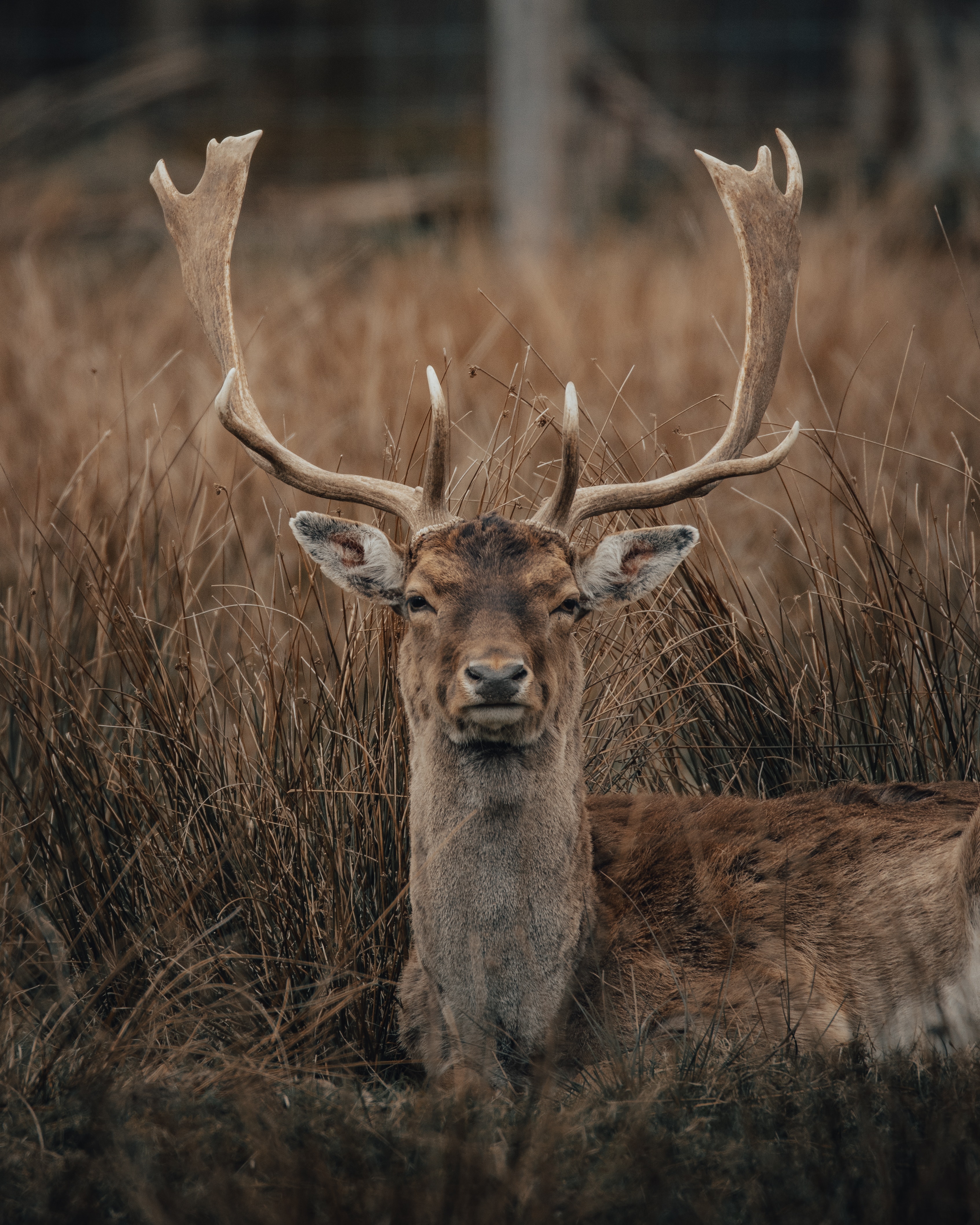 Deer For Phone Wallpapers