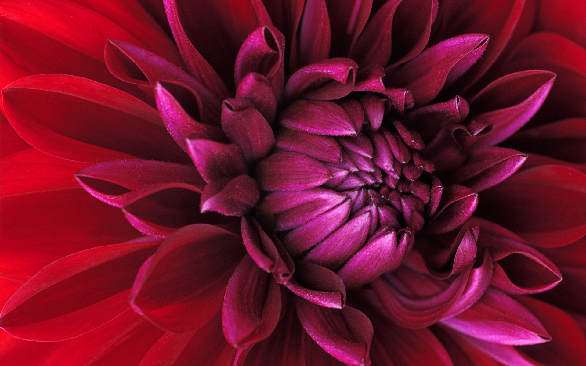 Dell Flower Wallpapers