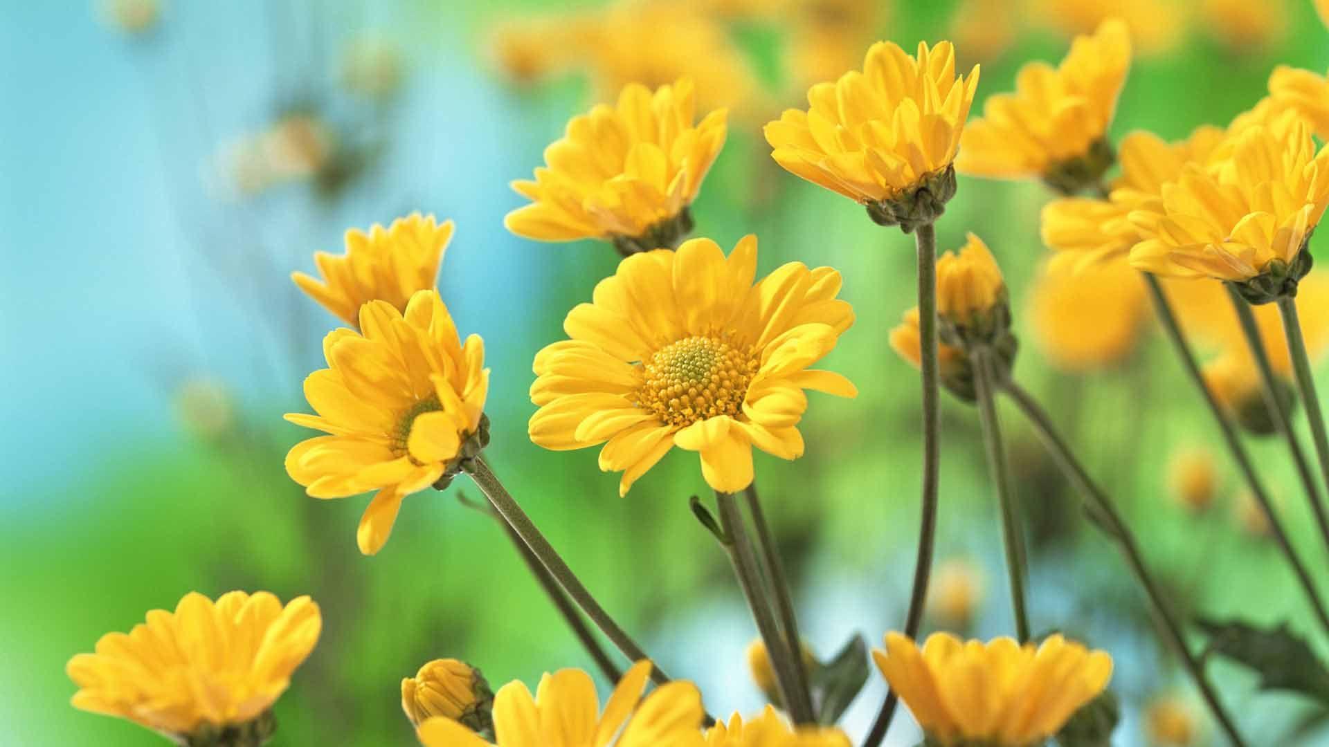 Dell Flower Wallpapers