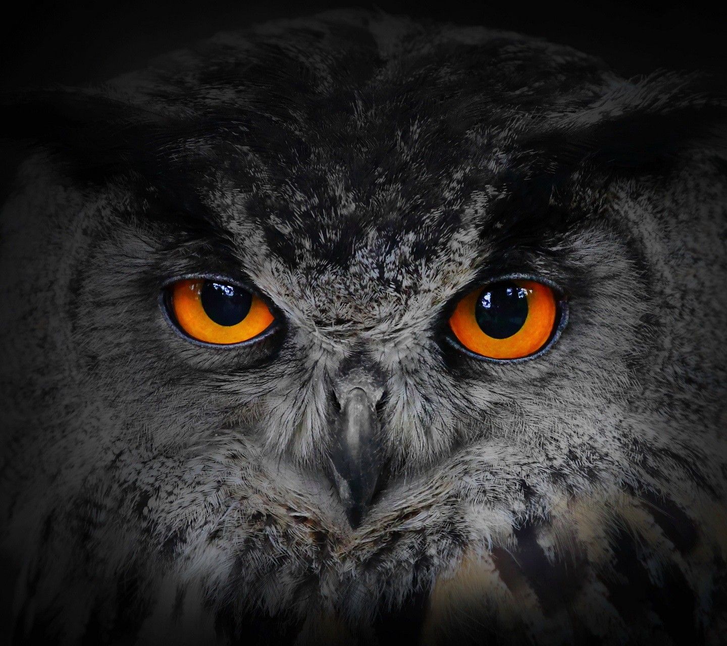 Demonic Evil Owl Wallpapers