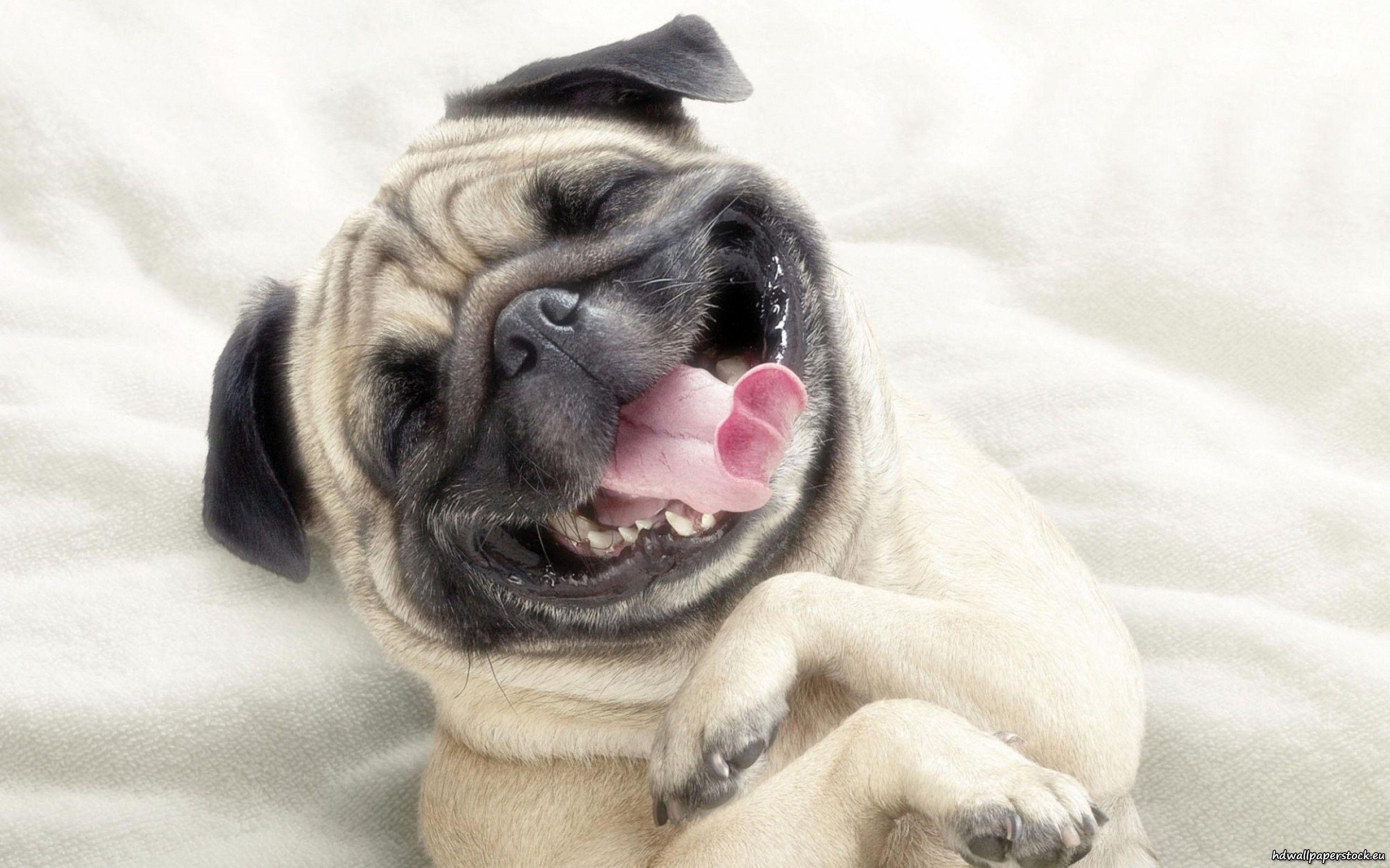 Derpy Dog Wallpapers