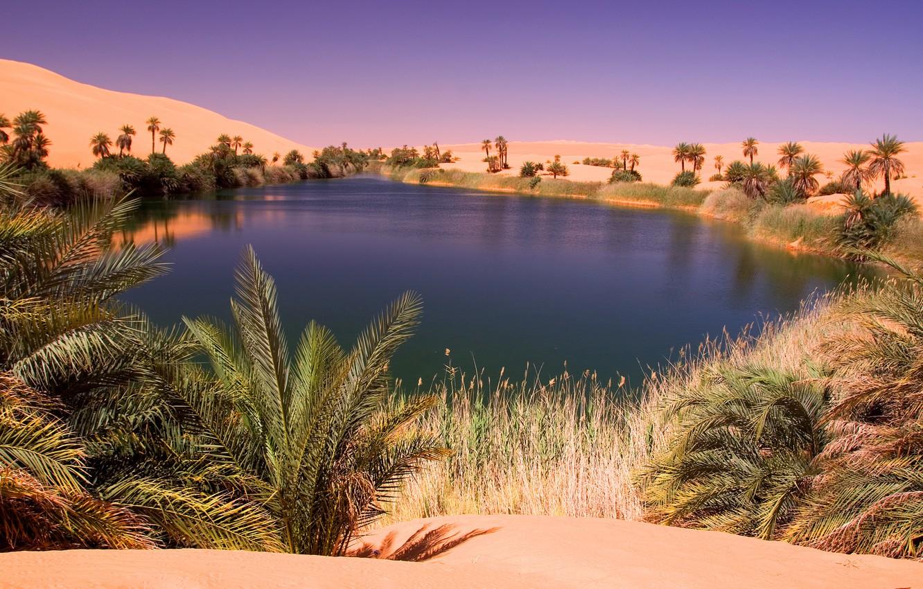 Desert Oasis Wallpapers