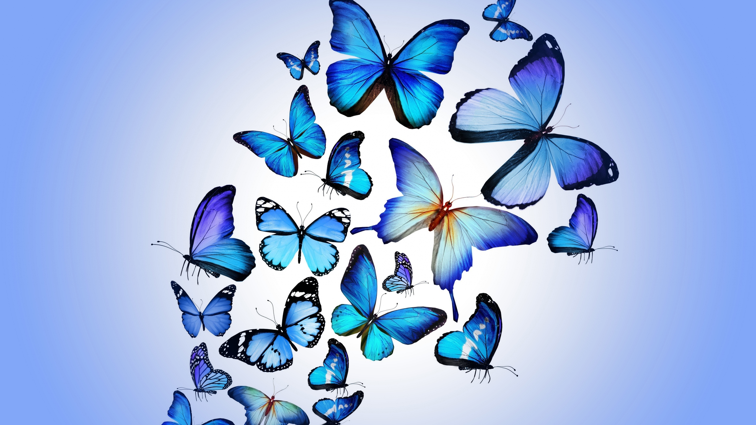 Diamond Butterfly Wallpapers