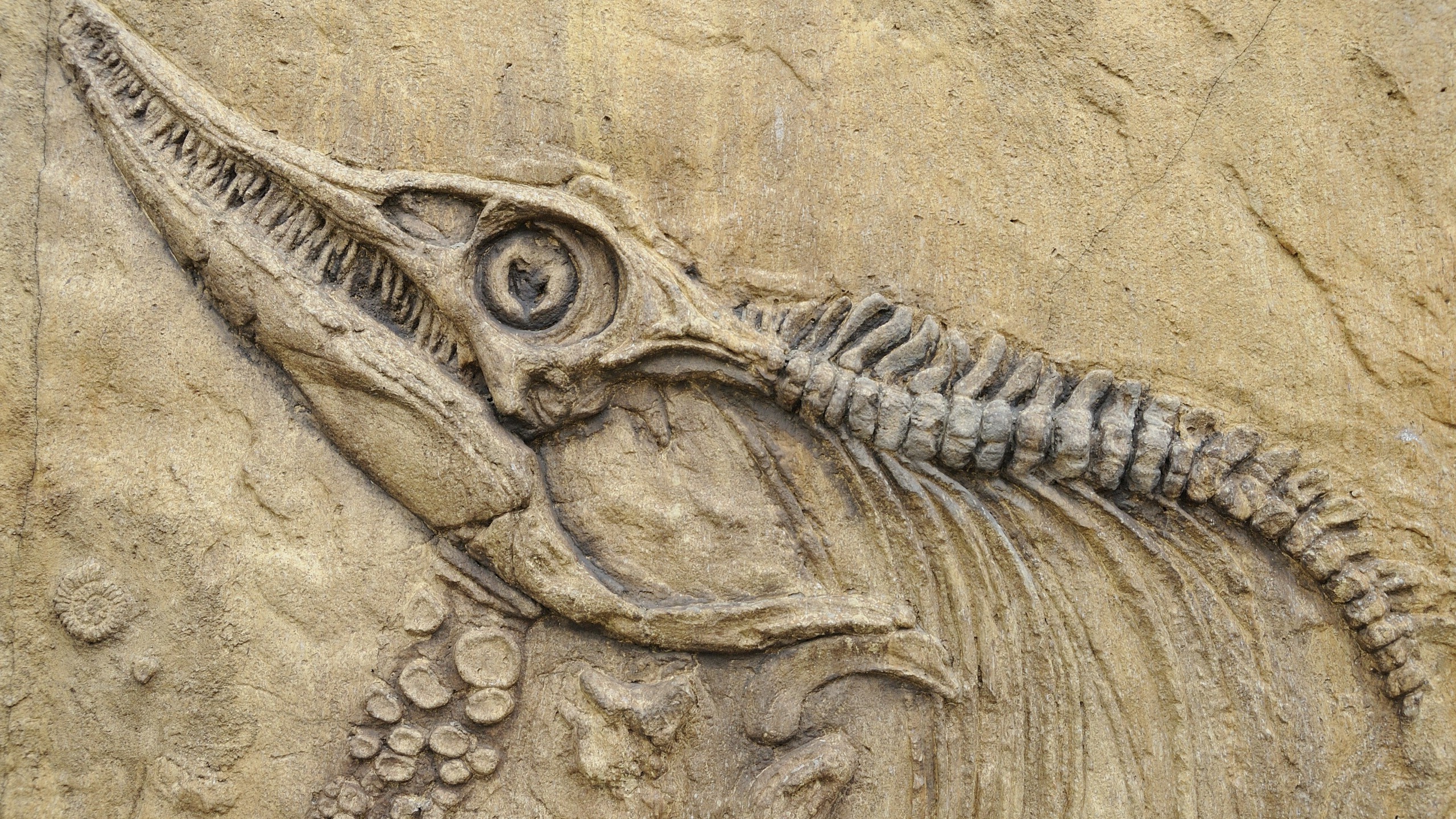 Dinosaur Fossil Wallpapers