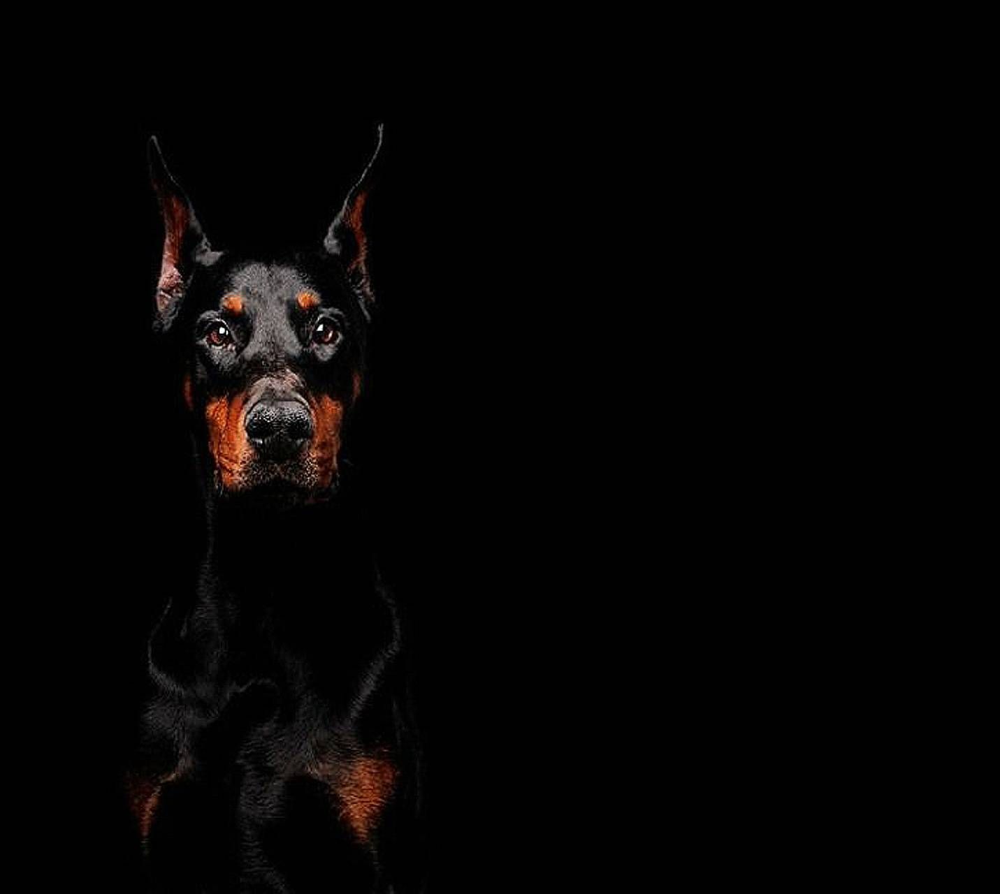 Doberman Iphone Wallpapers