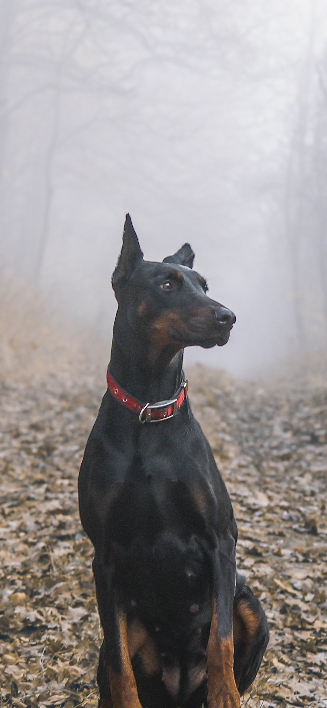 Doberman Iphone Wallpapers