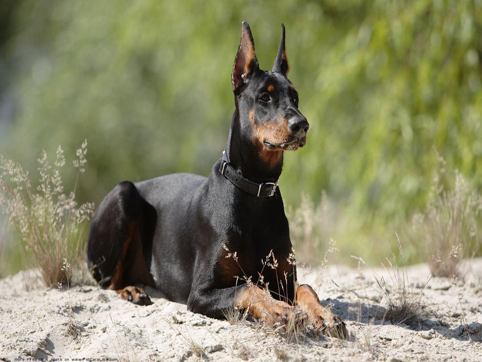 Doberman Iphone Wallpapers