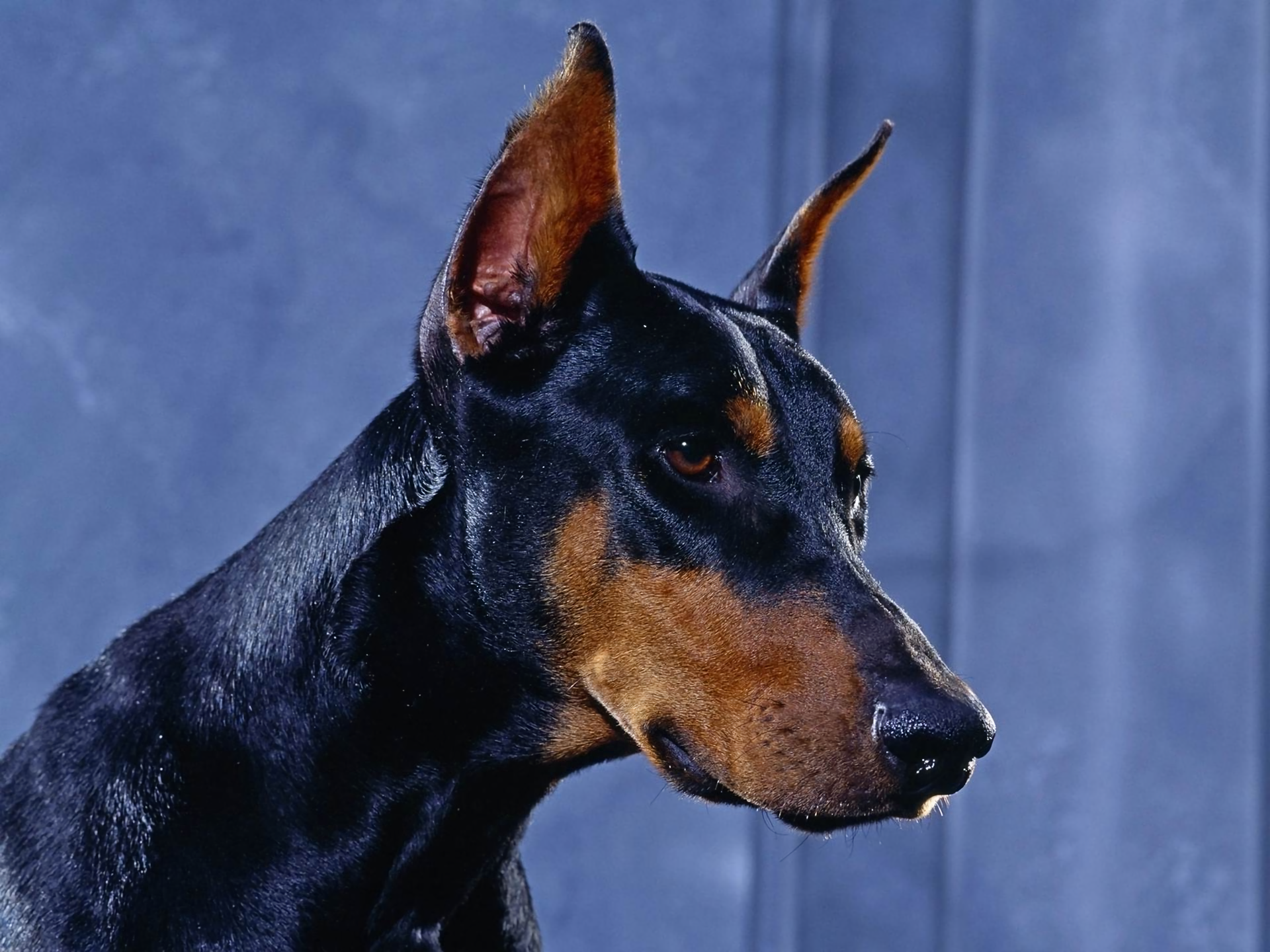 Doberman Iphone Wallpapers