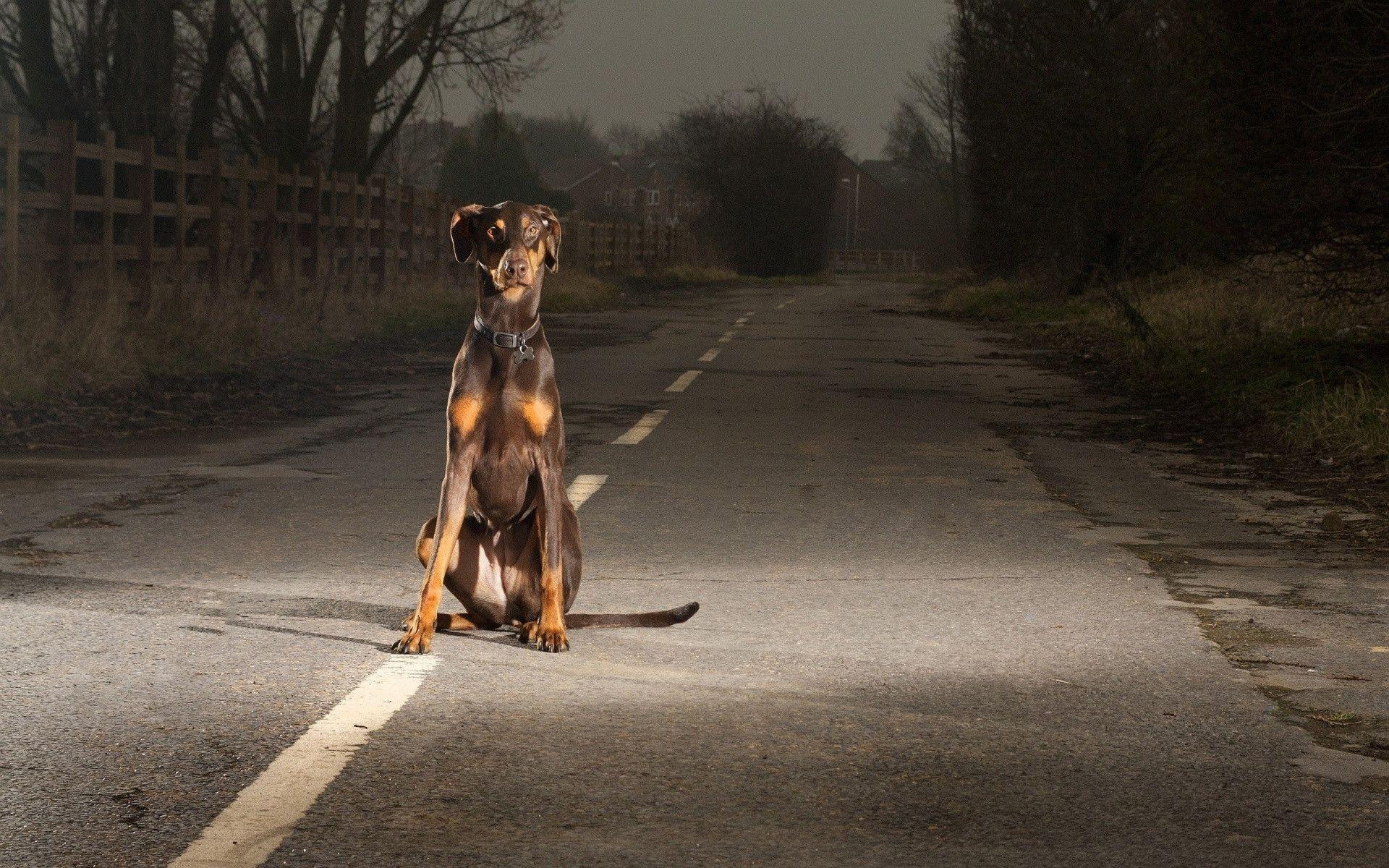 Doberman Iphone Wallpapers