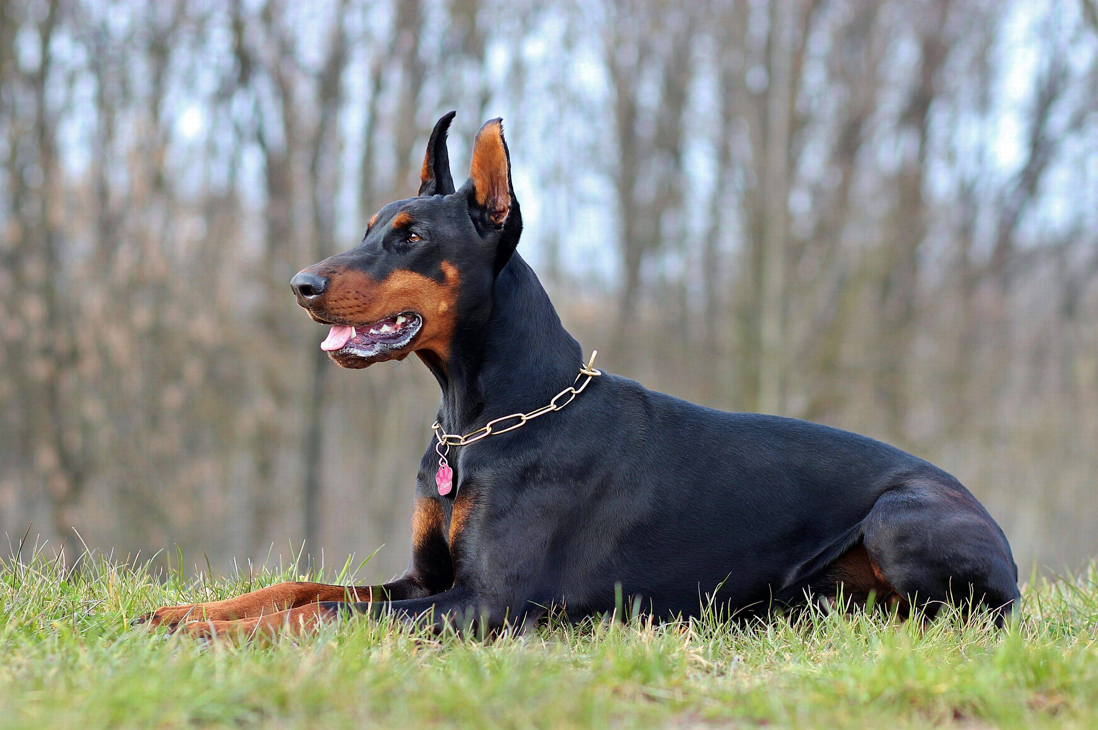 Doberman Iphone Wallpapers