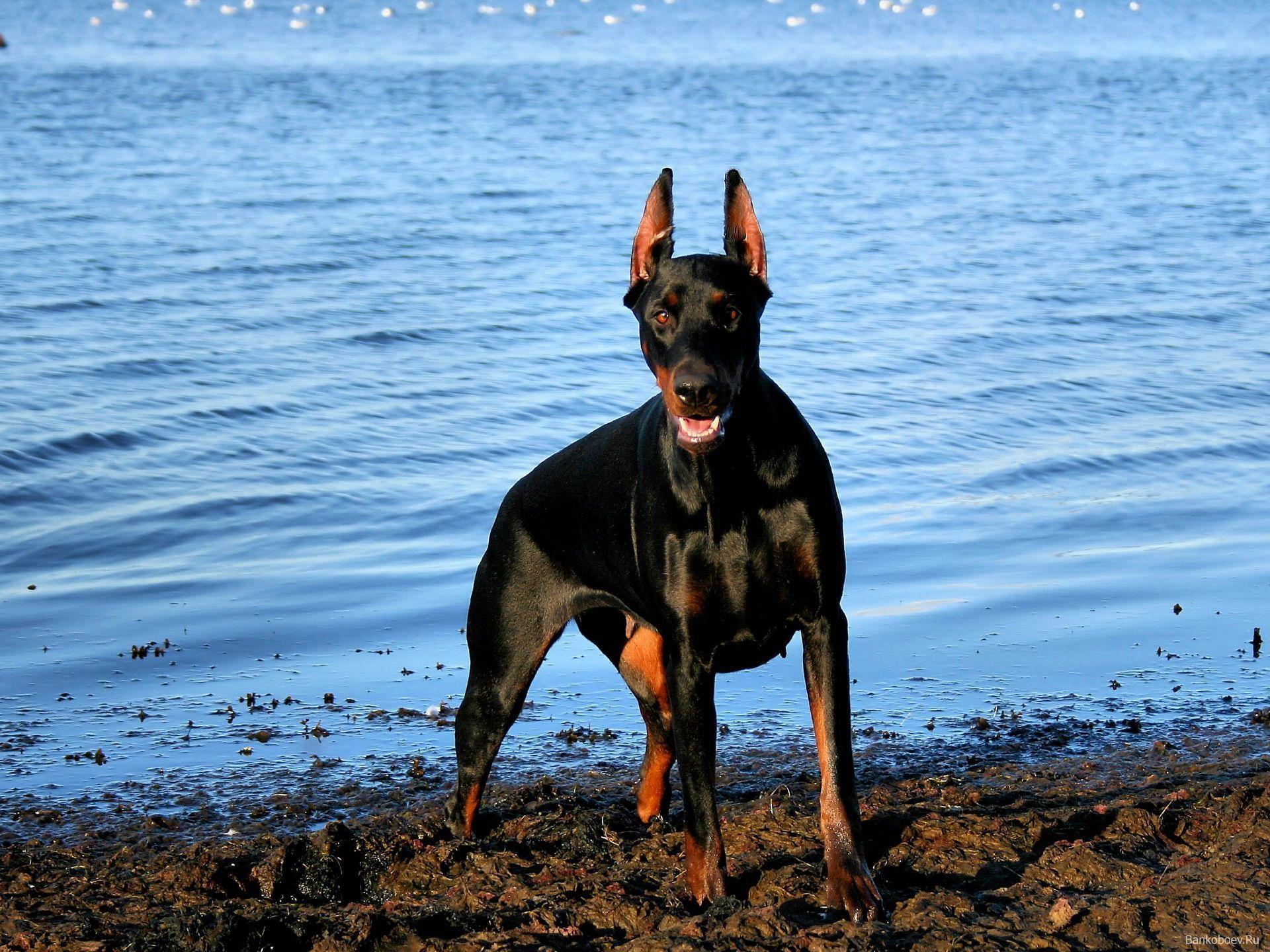 Doberman Iphone Wallpapers