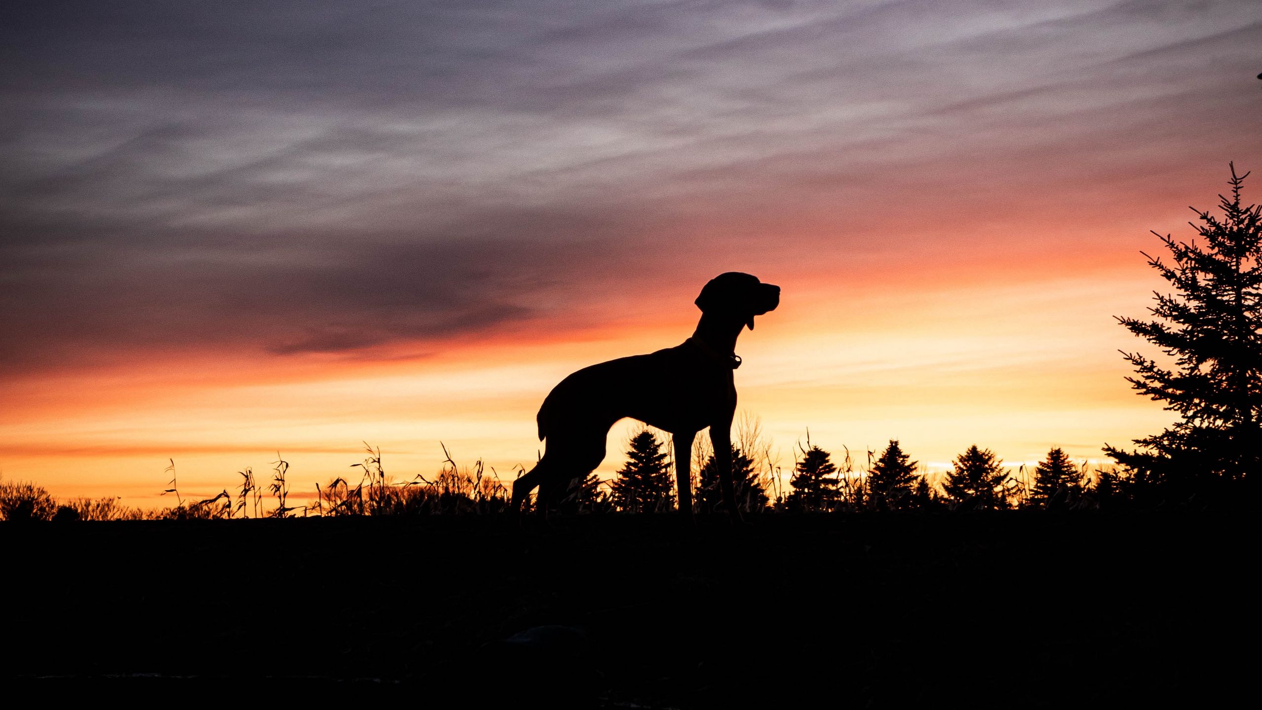 Dog Silhouette Wallpapers