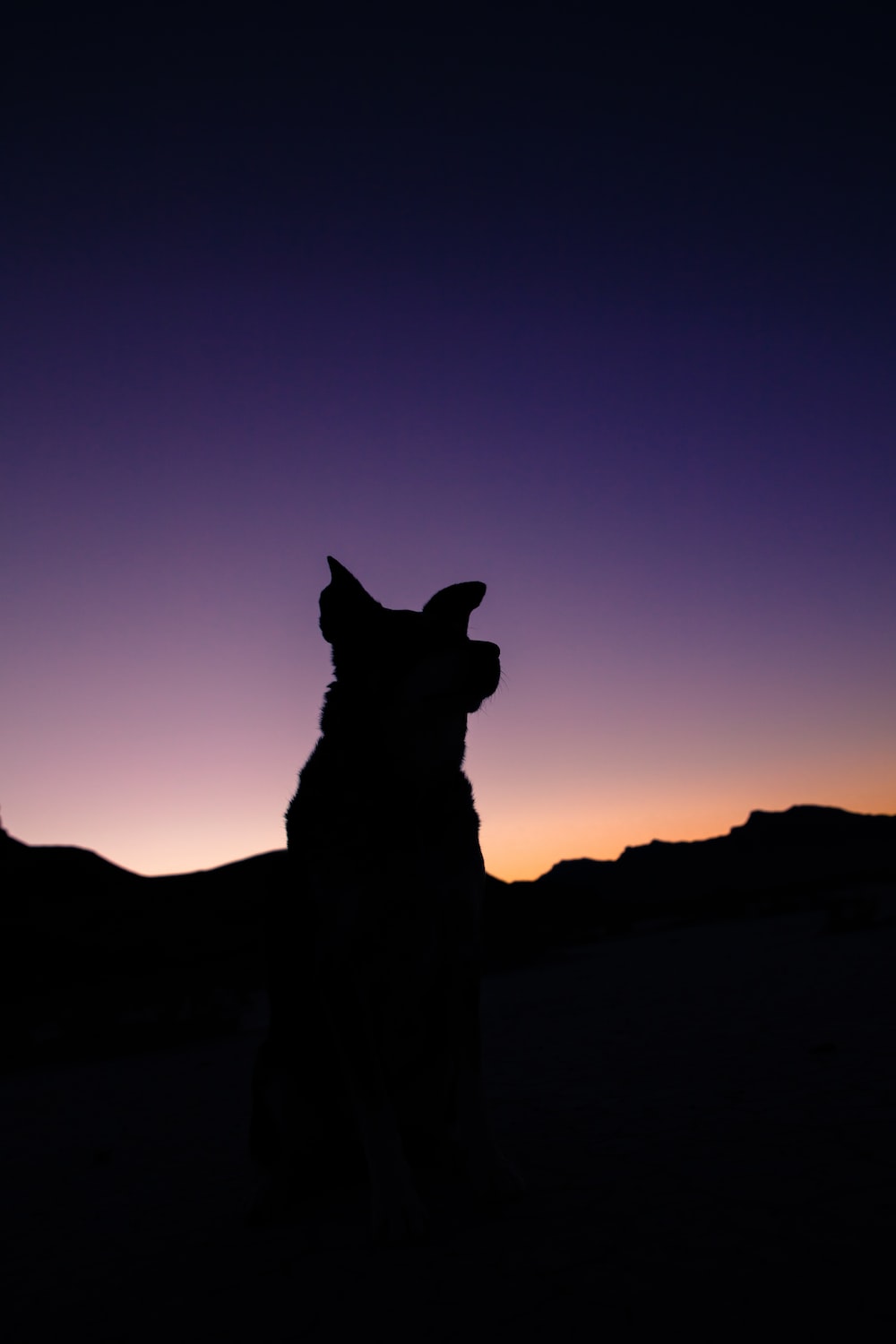 Dog Silhouette Wallpapers