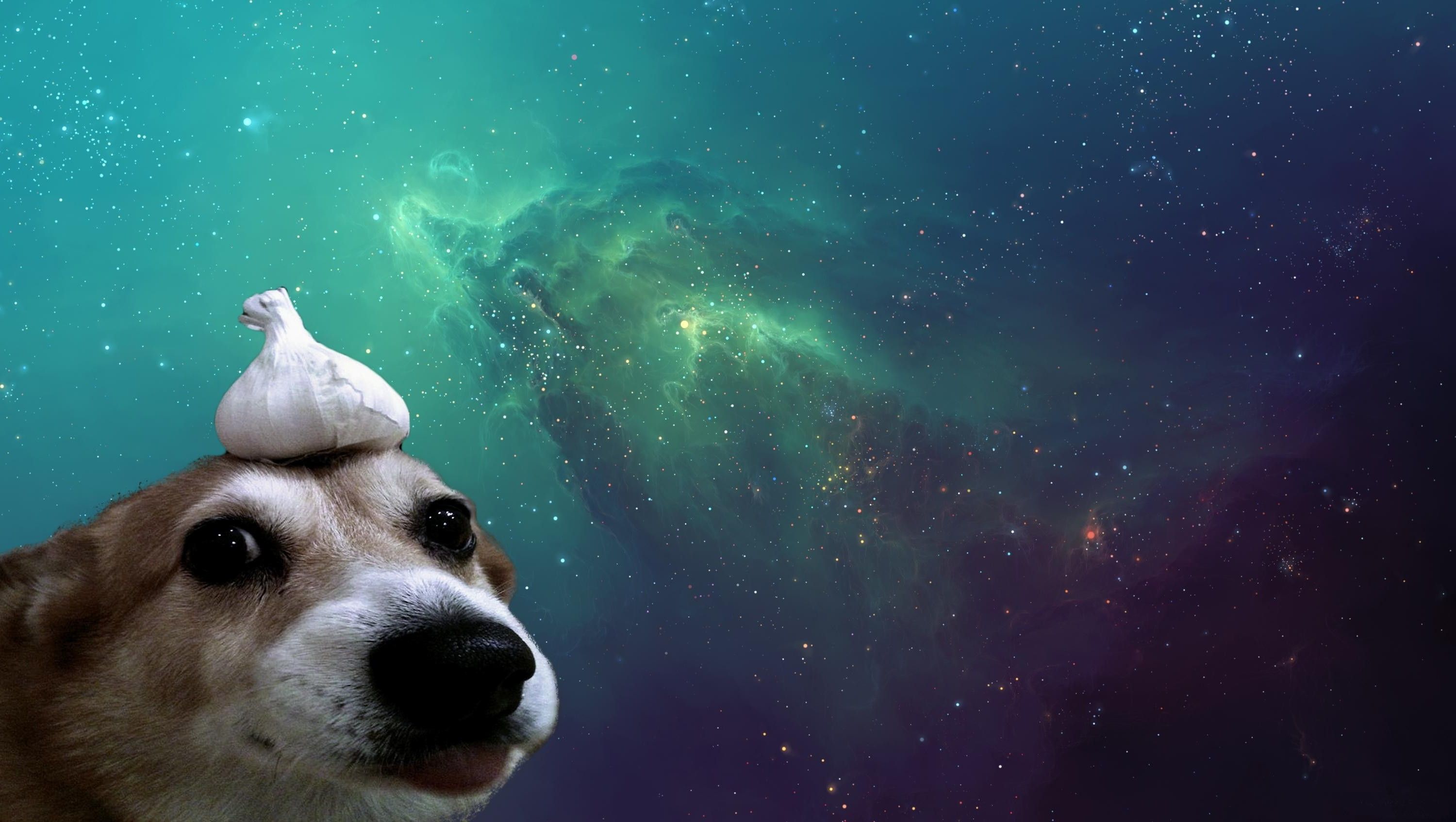Dog With Garlic On Head In Space Wallpapers