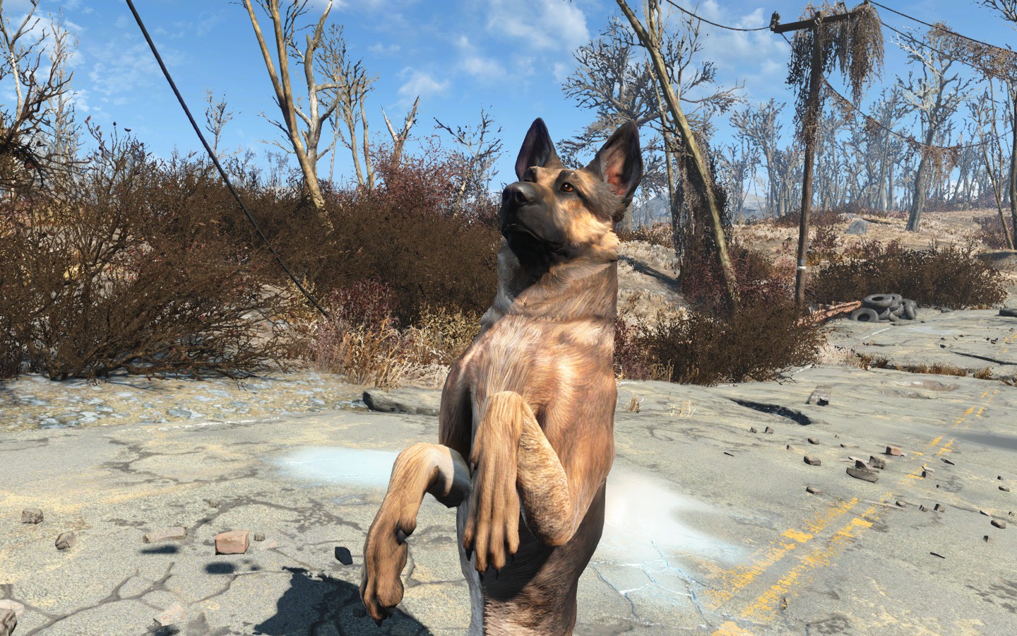 Dogmeat Wallpapers