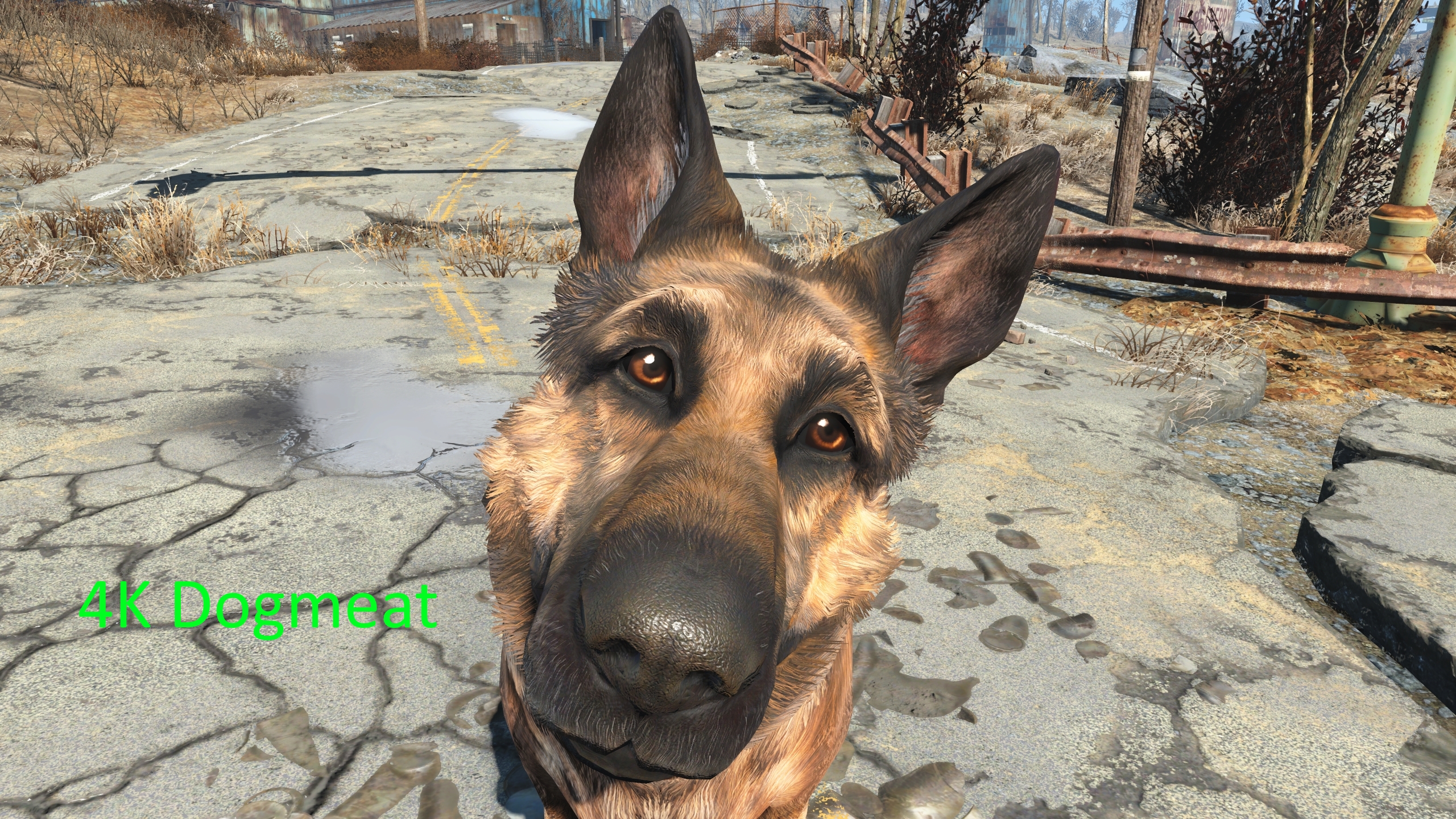 Dogmeat Wallpapers