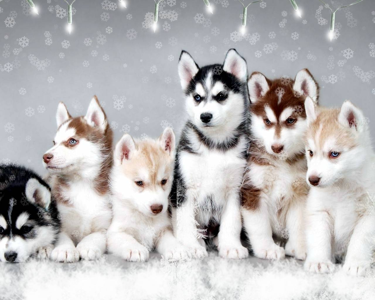 Dogs In Snow Wallpapers
